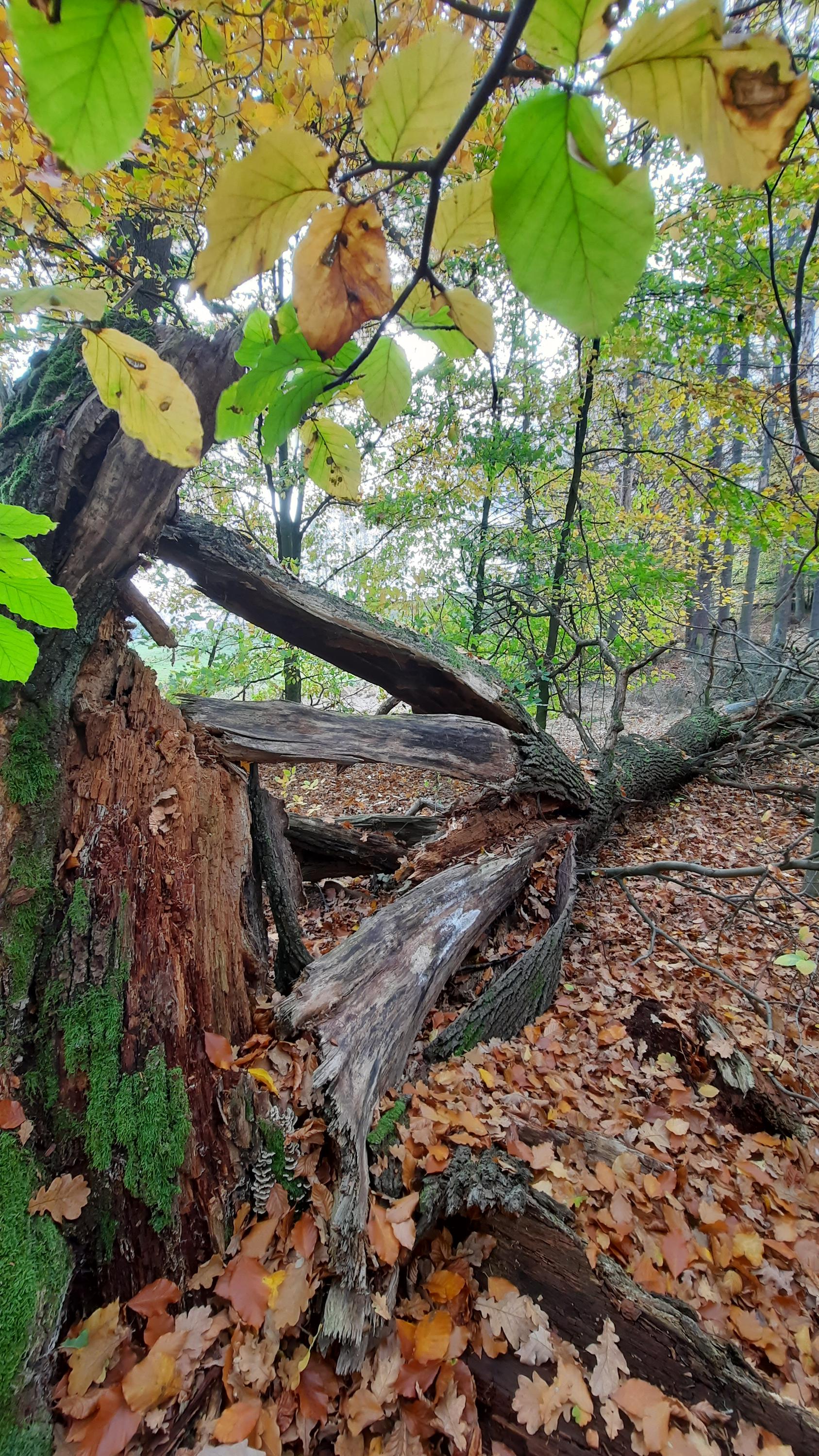 Restaurace U Nás foto 5