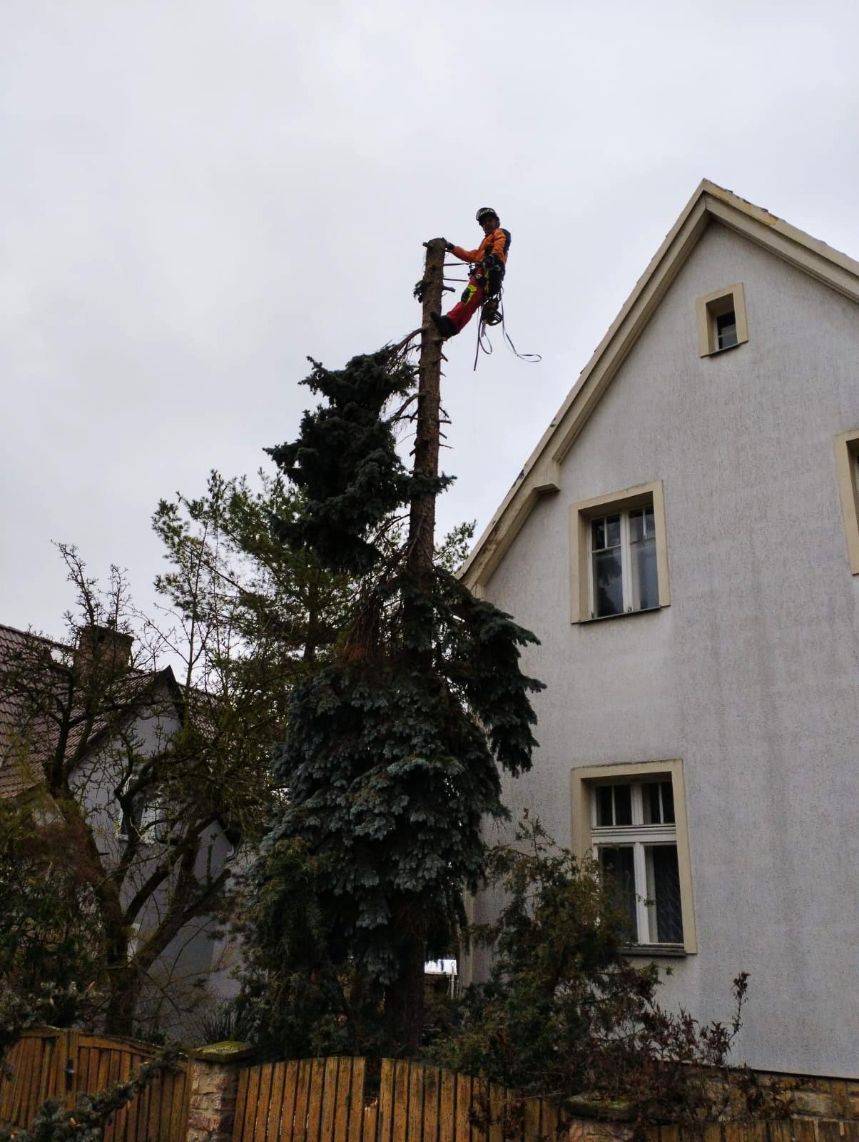 Rizikové kácení Petr Frída foto 5
