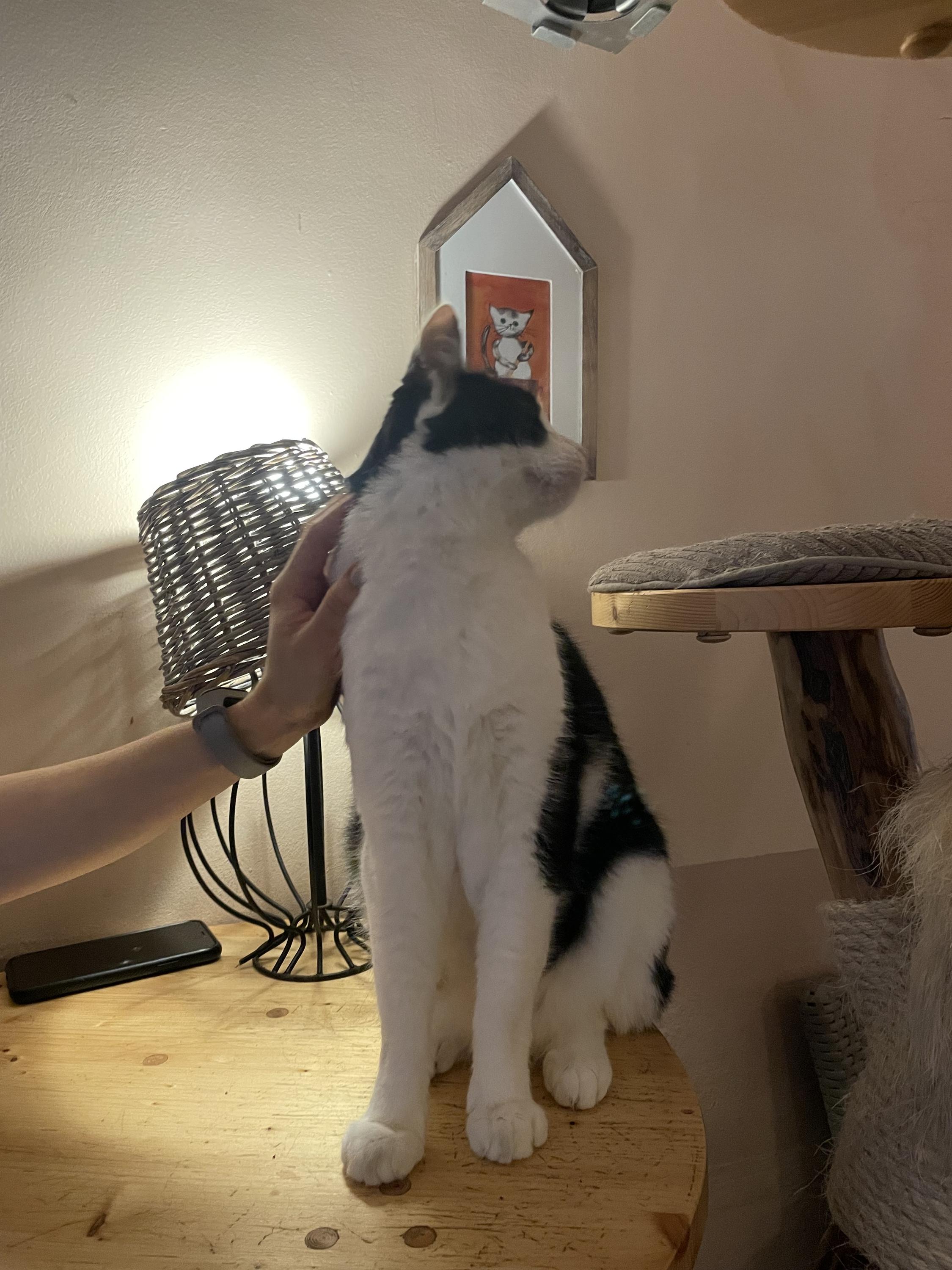 Kočičí kavárna foto 5