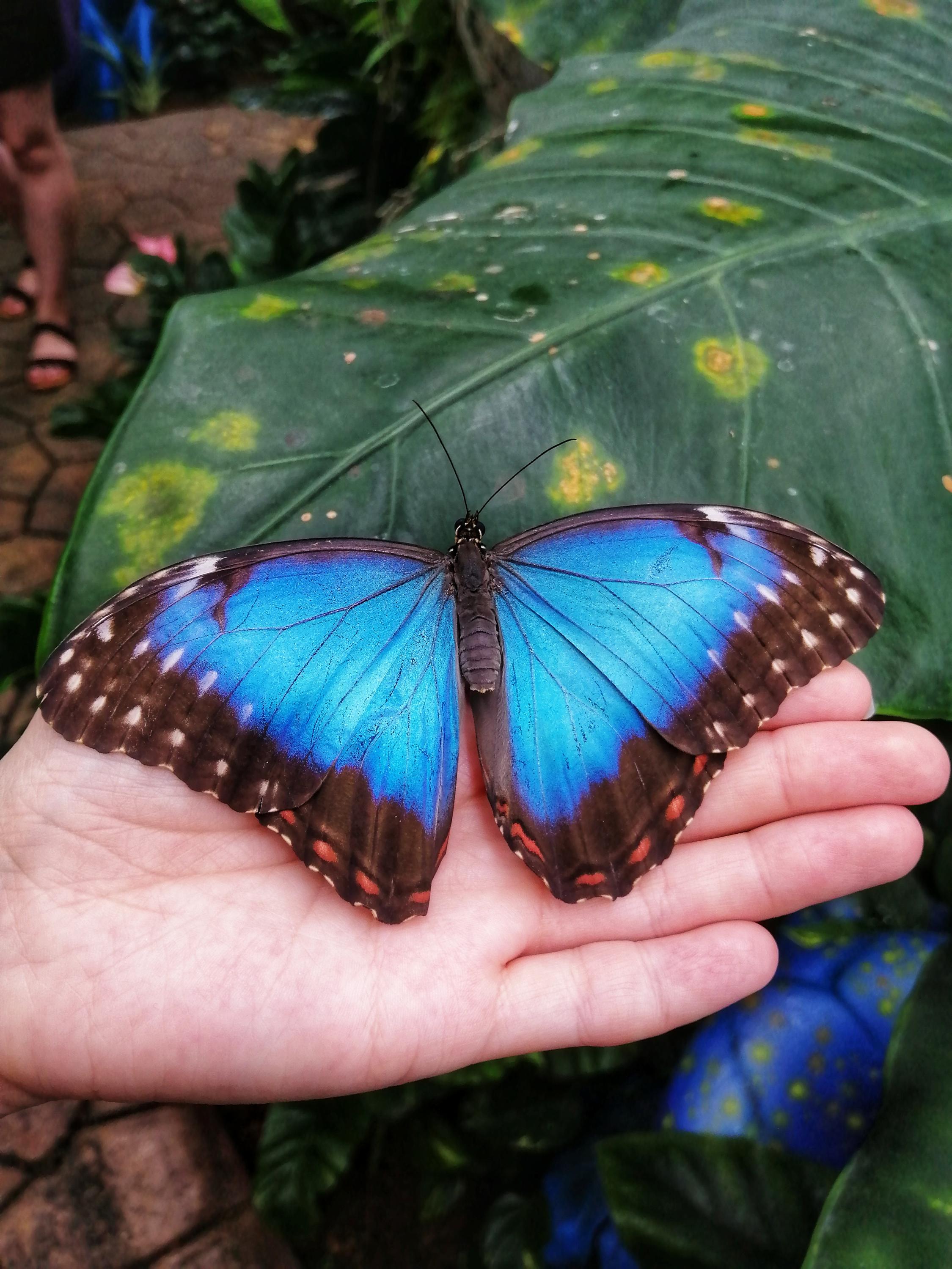 Papilonia – motýlí dům Lipno foto 5