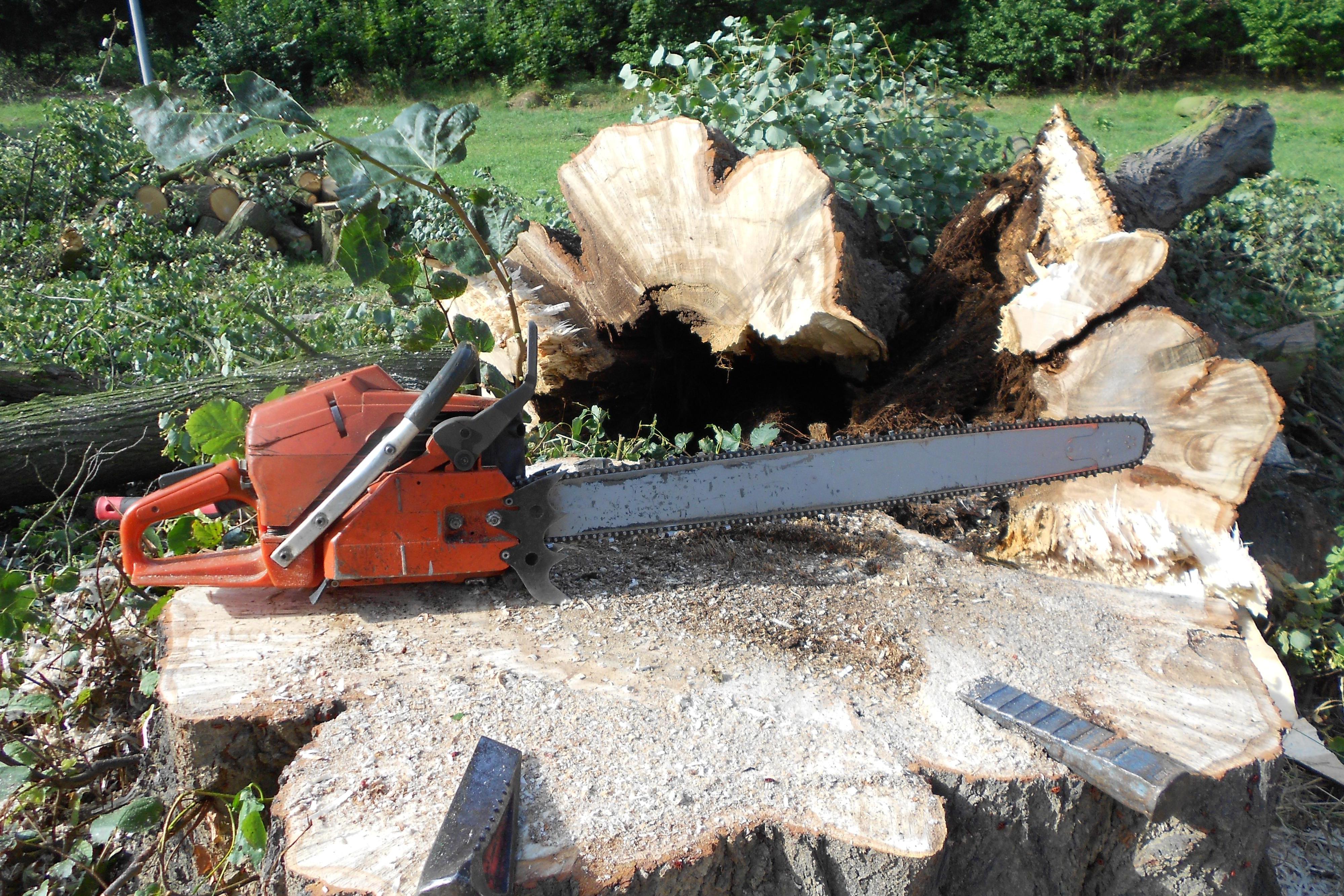 Rizikové kácení stromů