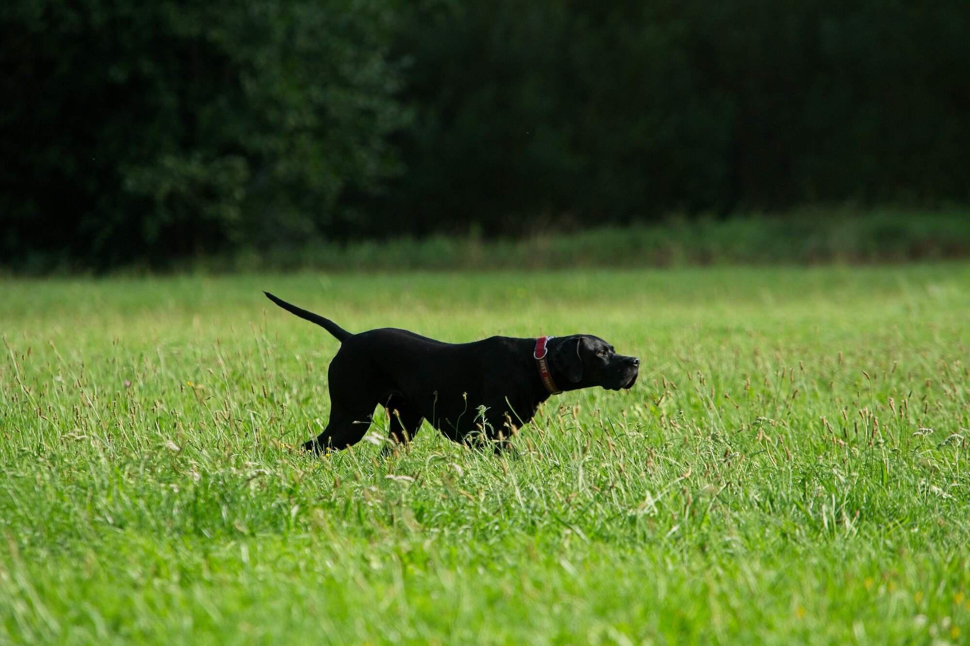 Lovecký výcvik psích plemen - Ing. Zuzana Čechová