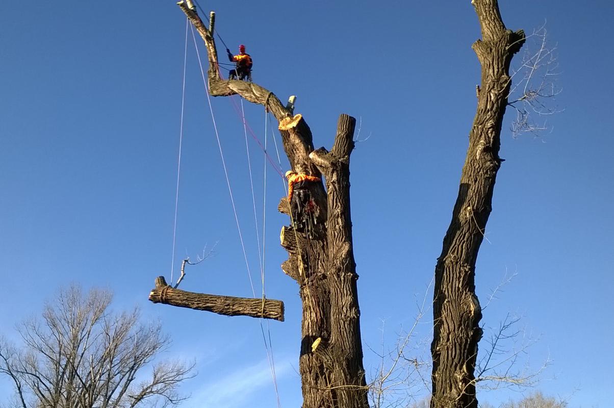 Stromolezetcví Haltuch