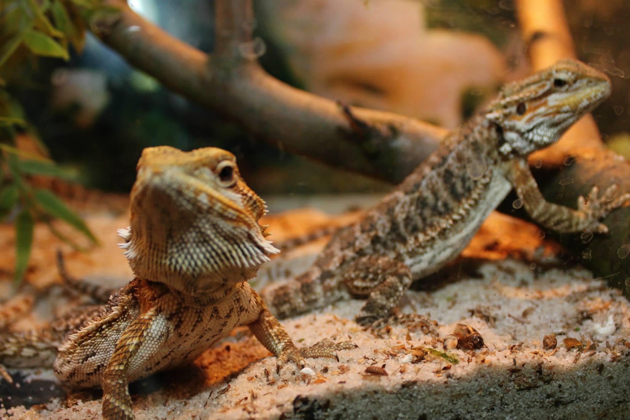 ZOO Škorpion foto 2