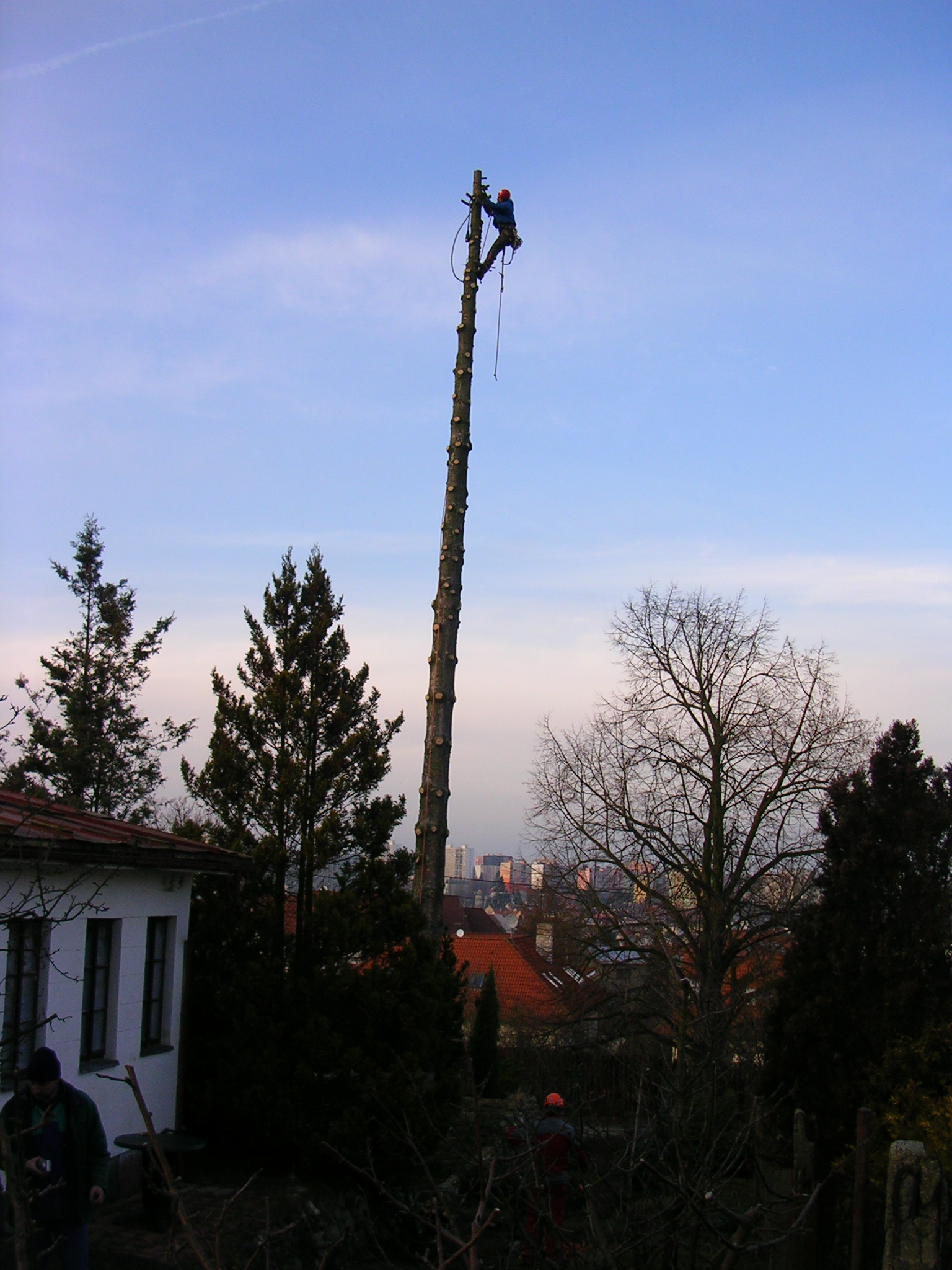 Rizikové kácení stromů foto 2