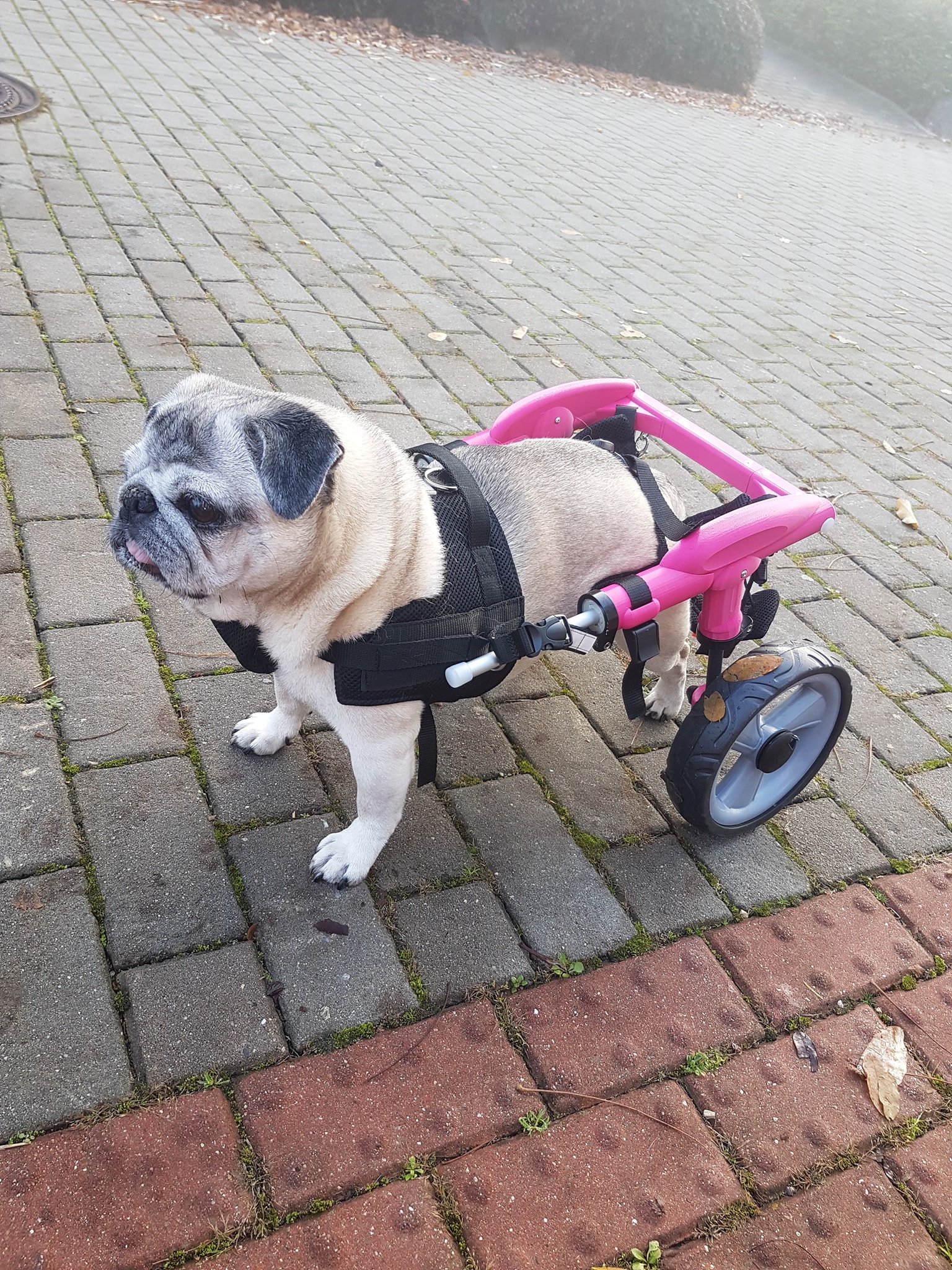 MONTY invalidní vozíky foto 2