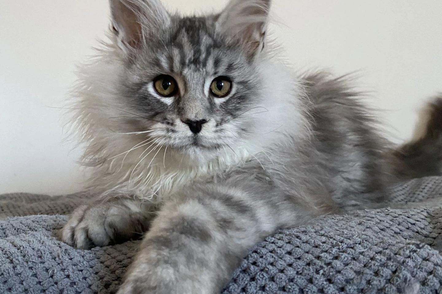 Anubis Gang (CZ) - chovatelská stanice Mainských mývalích koček