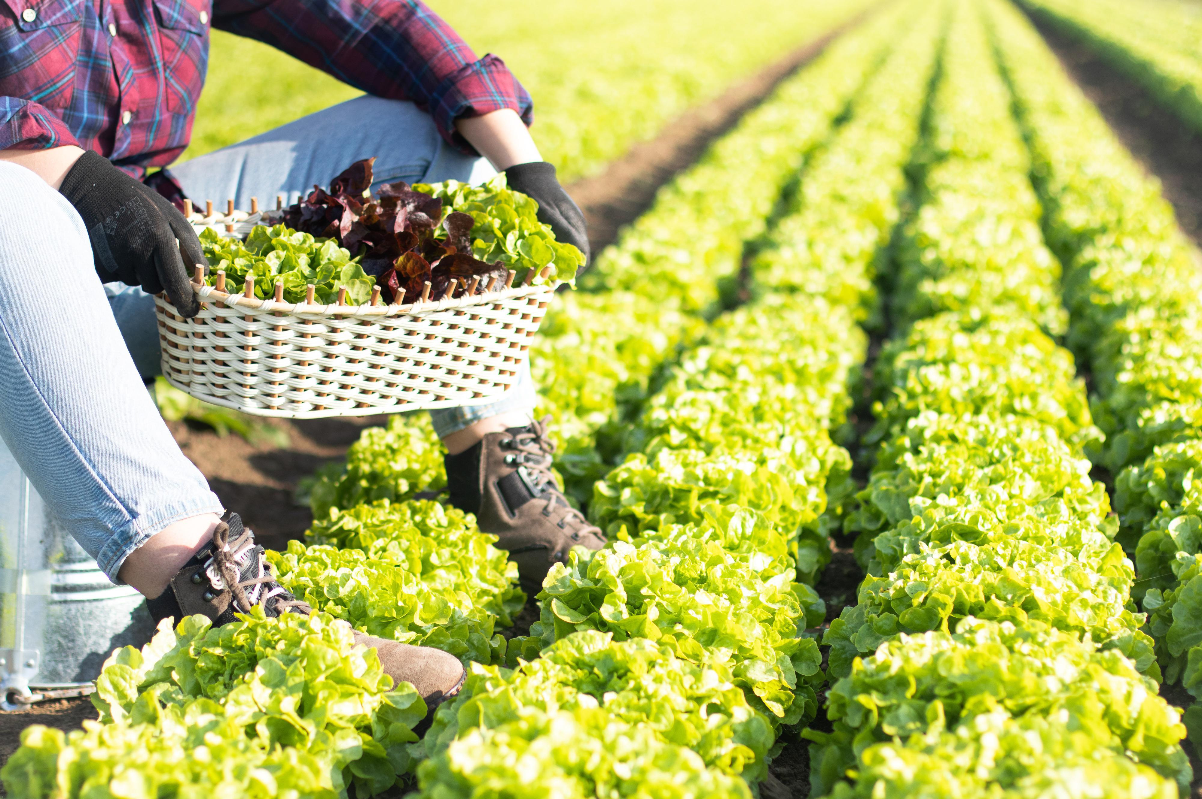 Farma Ráječek - velkoobchod
