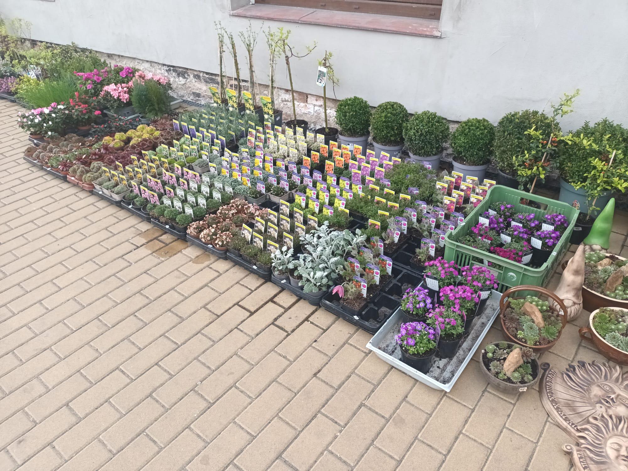 Gabriela Krausová květinářství Harmonie foto 3