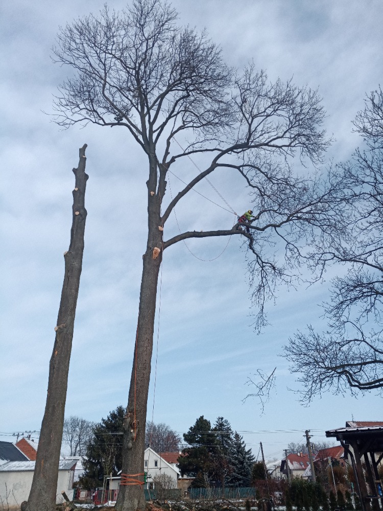 Václav Nič - Arboristika foto 2