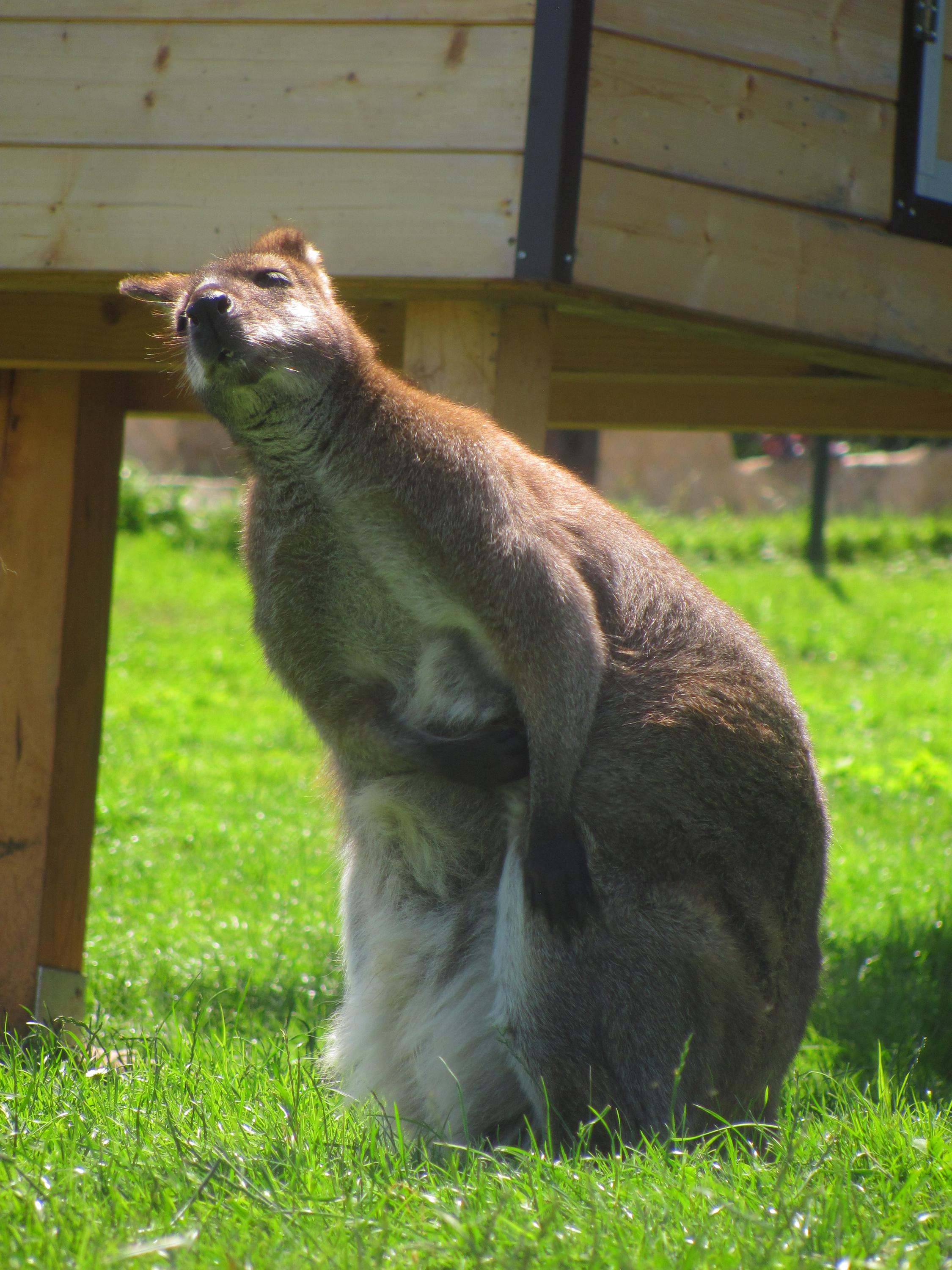 ZOO Faunapark foto 3