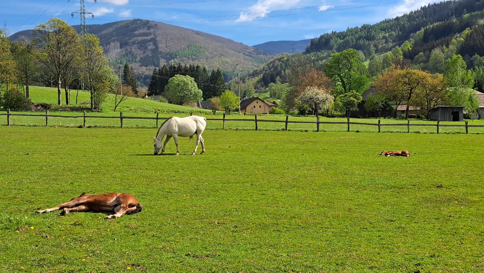 Ranč Mustang foto 2