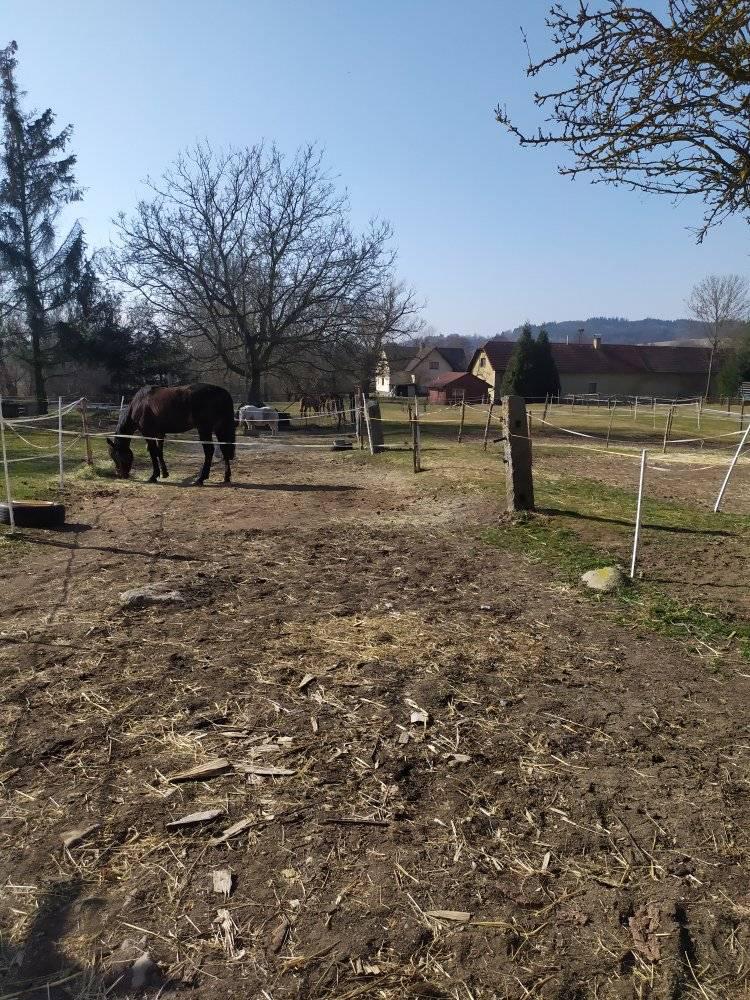 Chov a výcvik koní Petr Kub foto 4