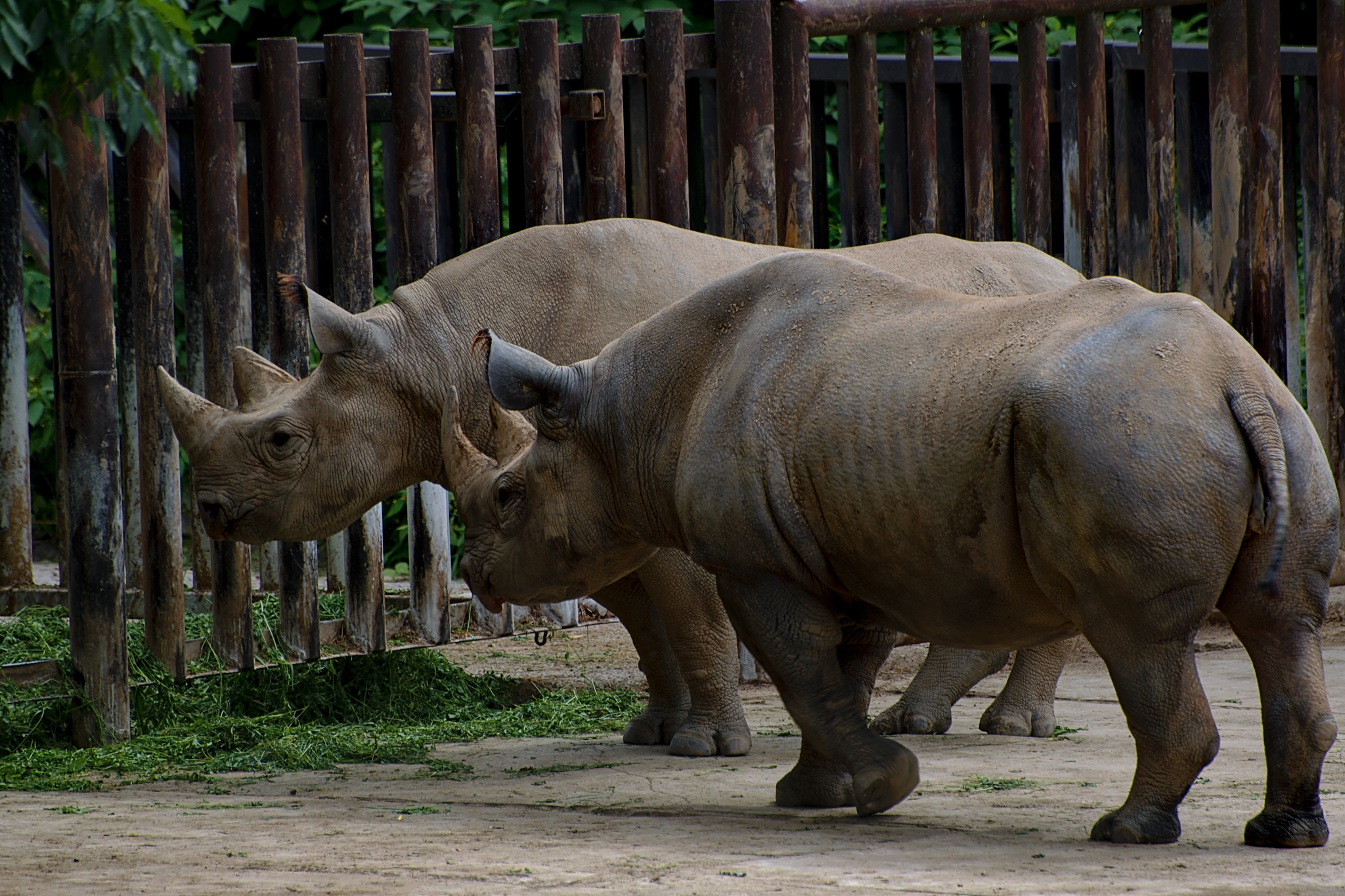 Safari Park Dvůr Králové foto 6