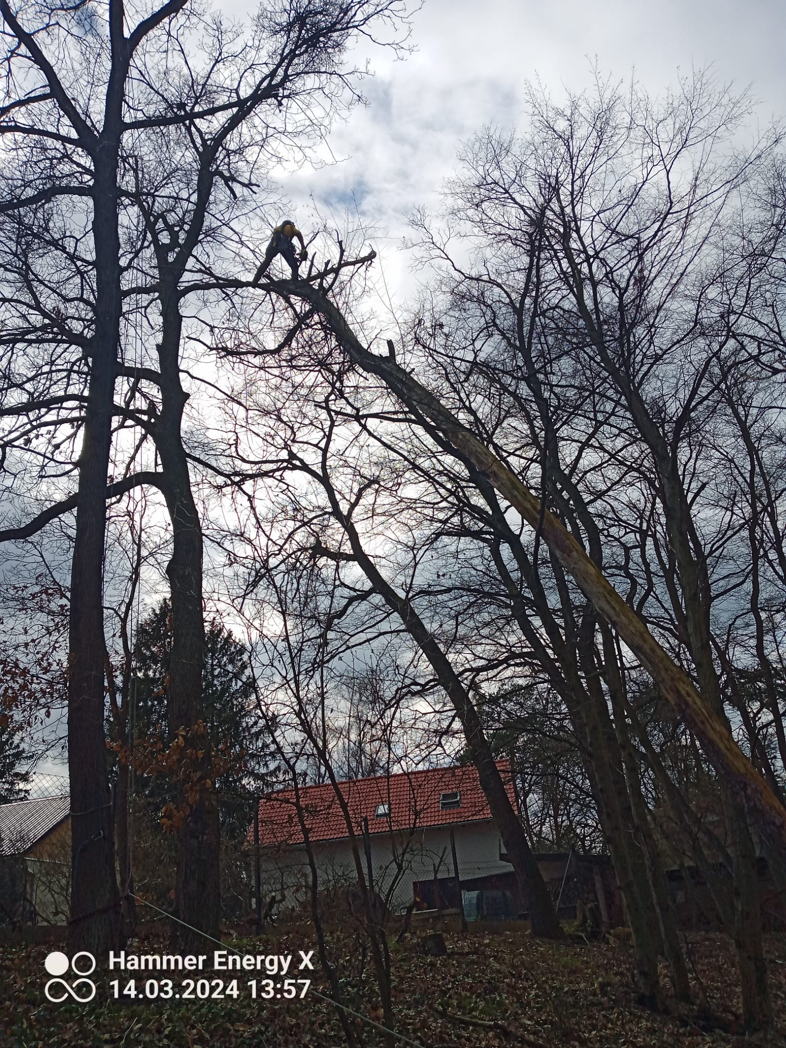Rizikové kácení stromů - Jiří Mikolášek foto 4