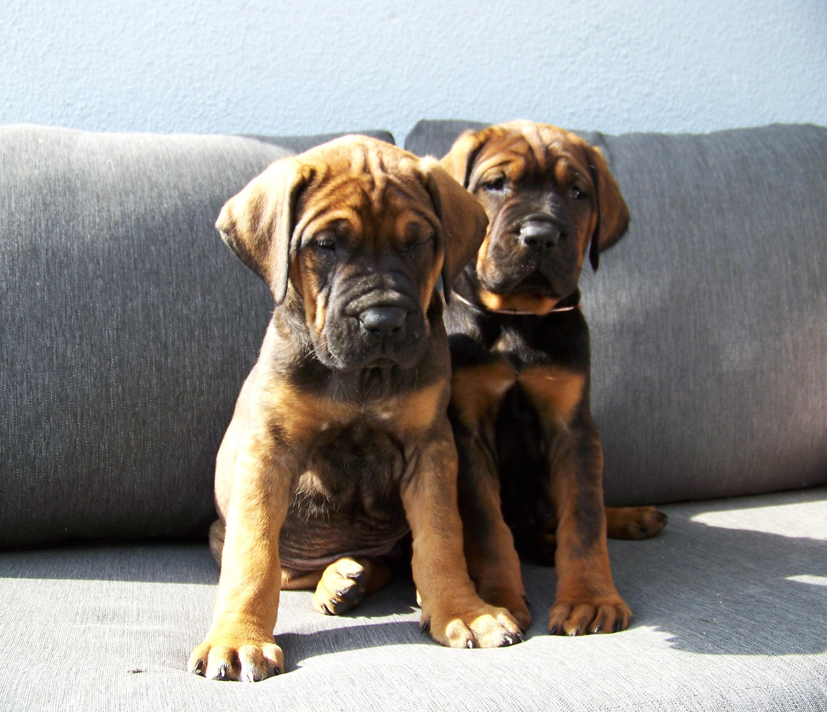 Chovatelská stanice plemene TOSA INU foto 6