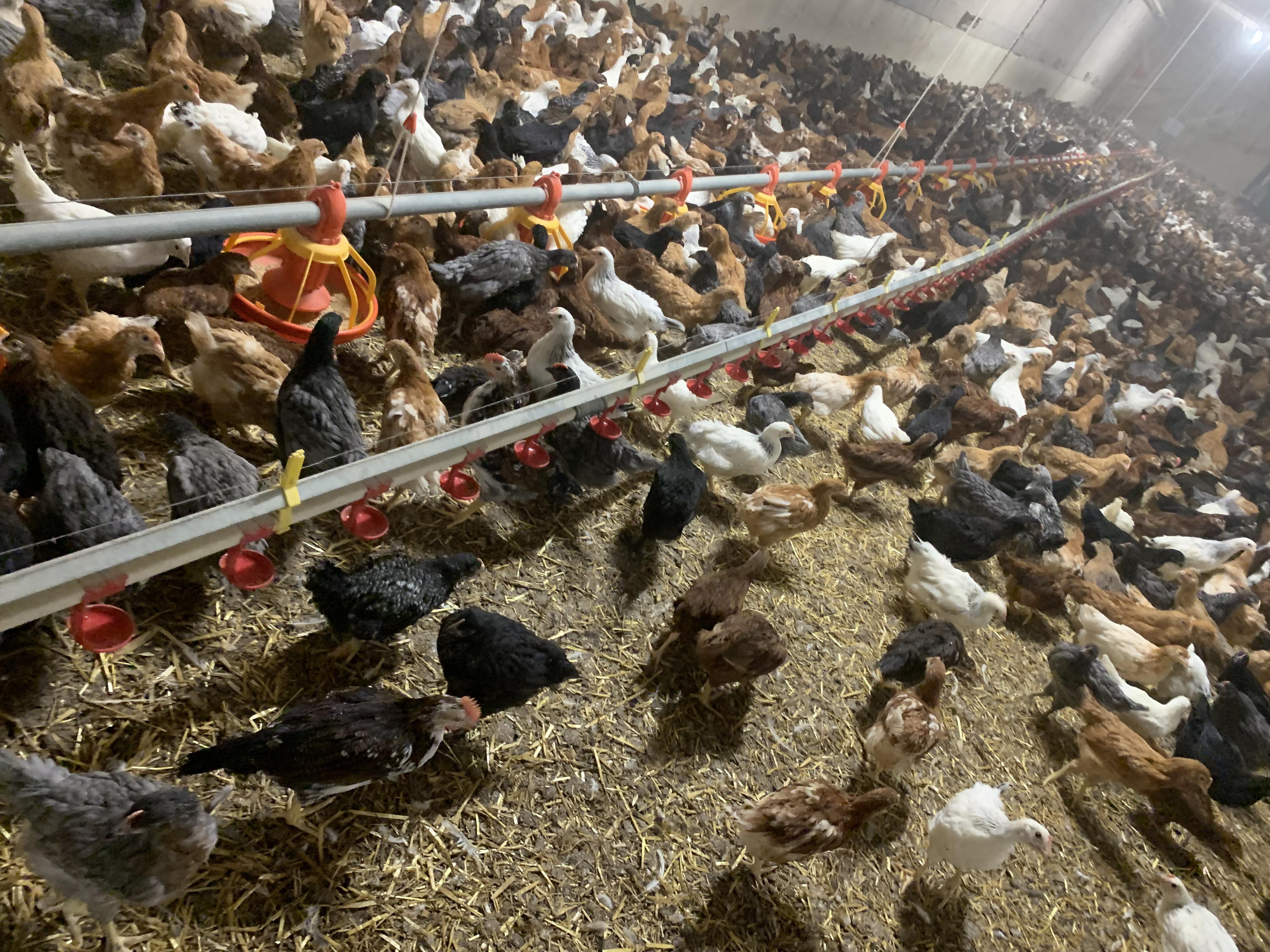 Bušta - odchov a prodej kuřic foto 3