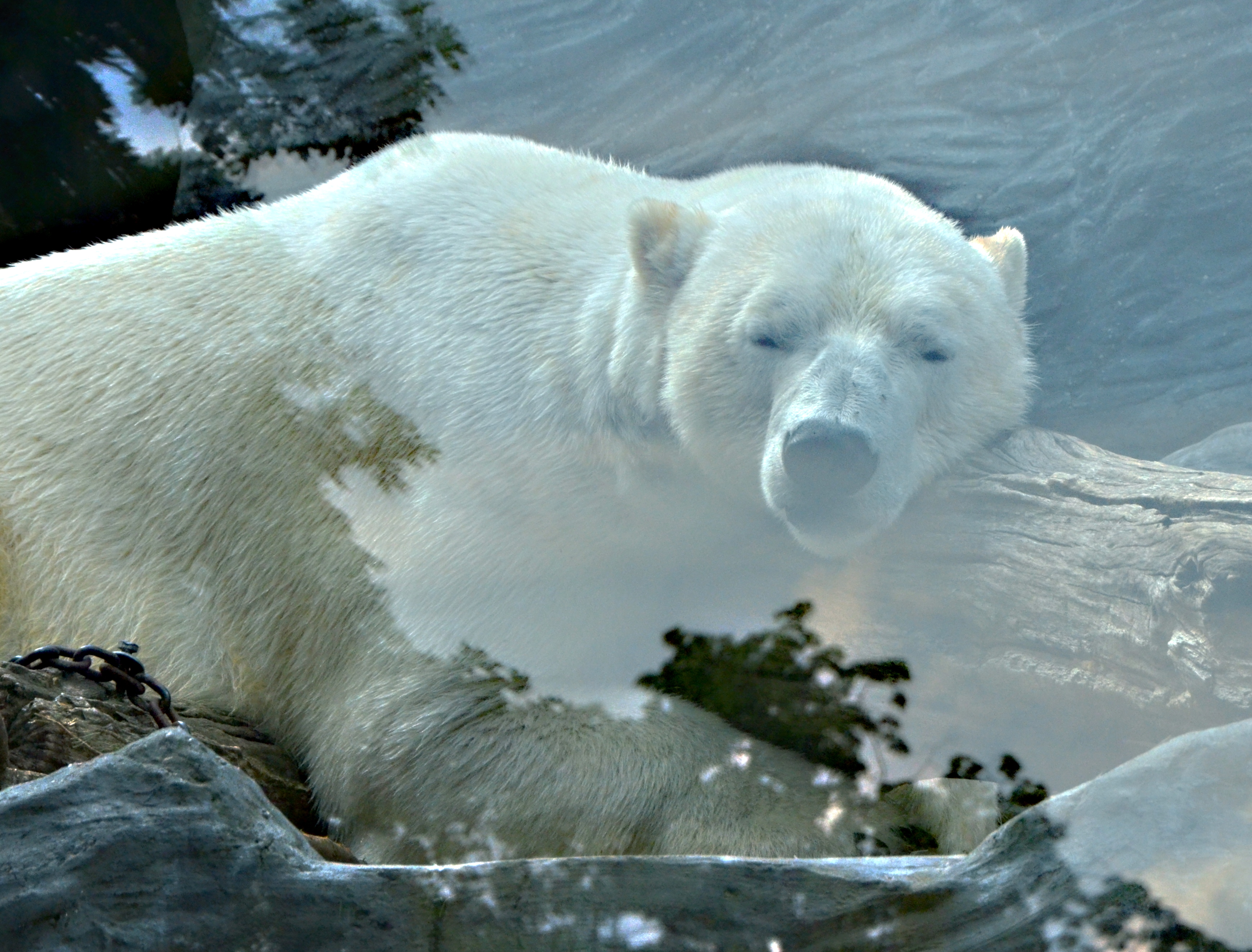 Zoo Praha foto 6
