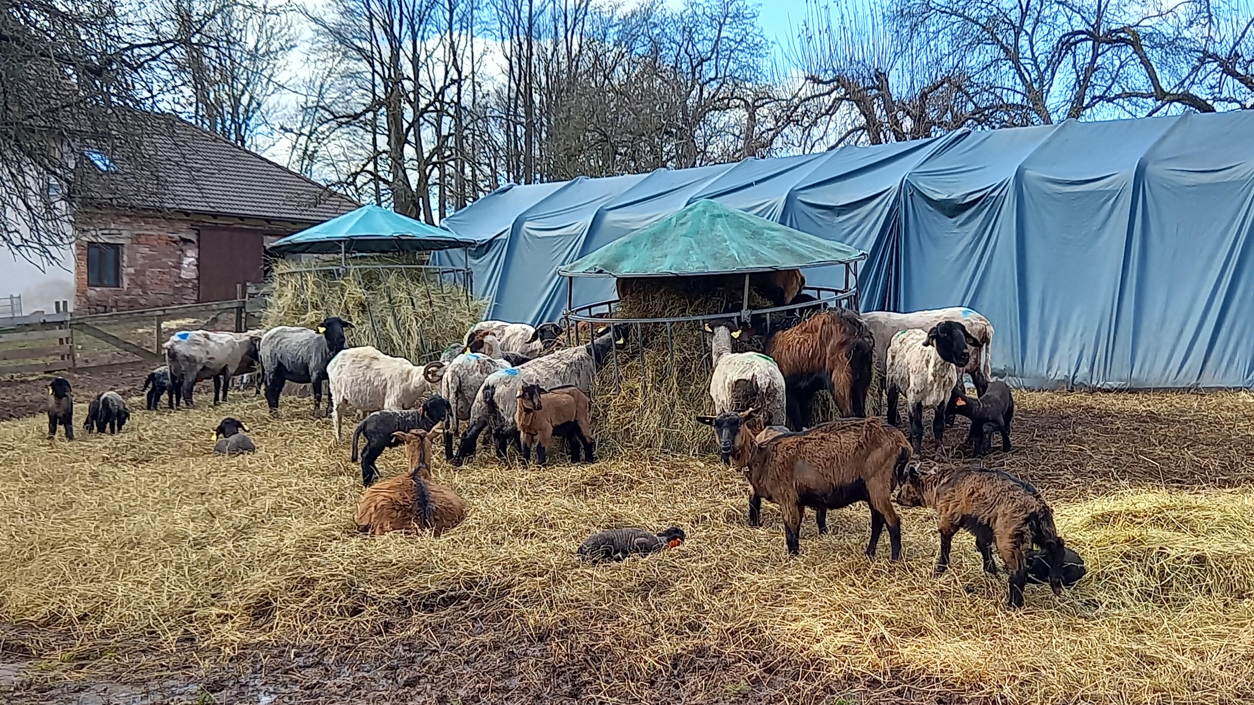 Ubytování Farma U sv. Jakuba foto 6