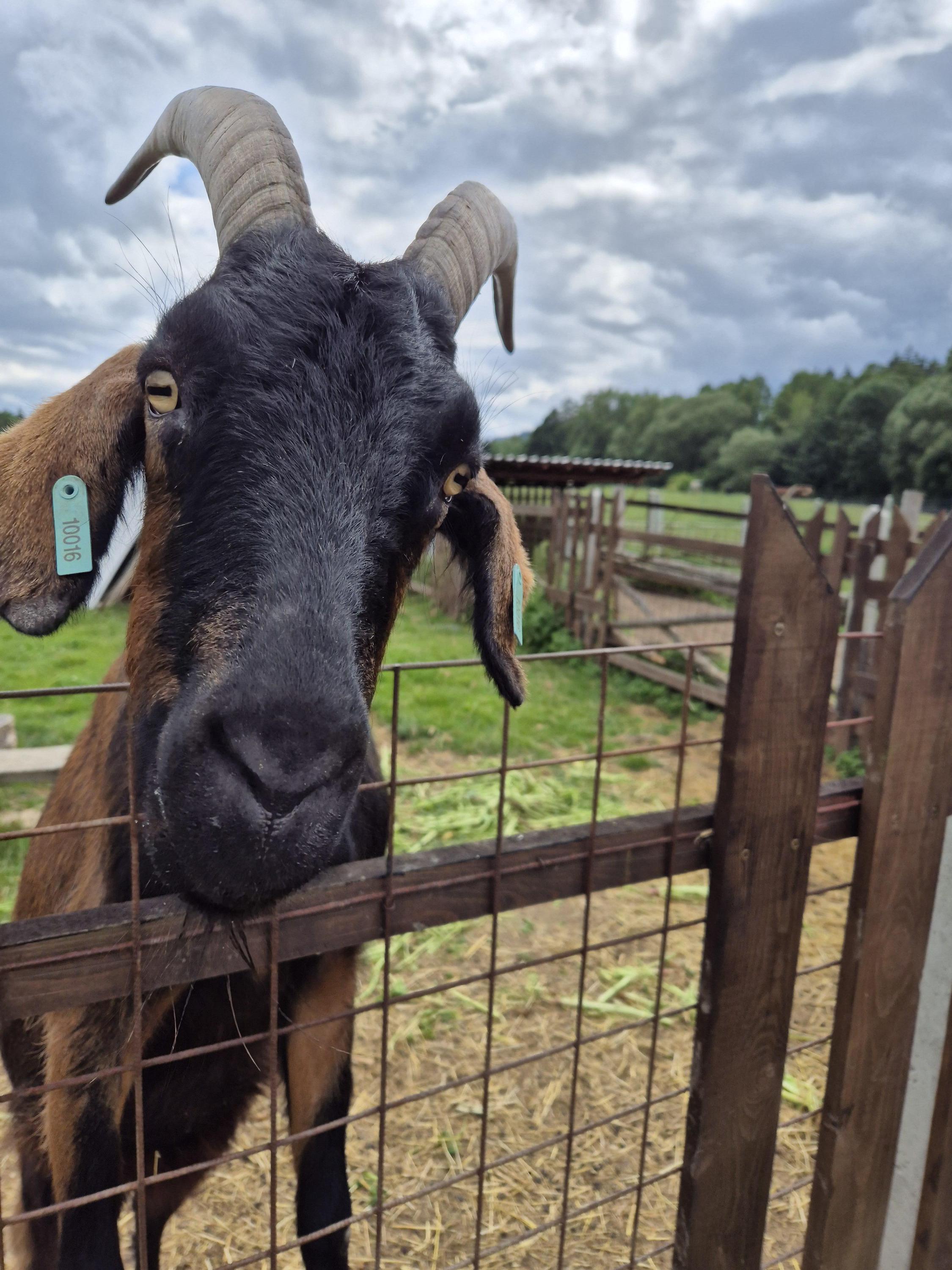 Pastvina: Jedlý park a Minizoo foto 6