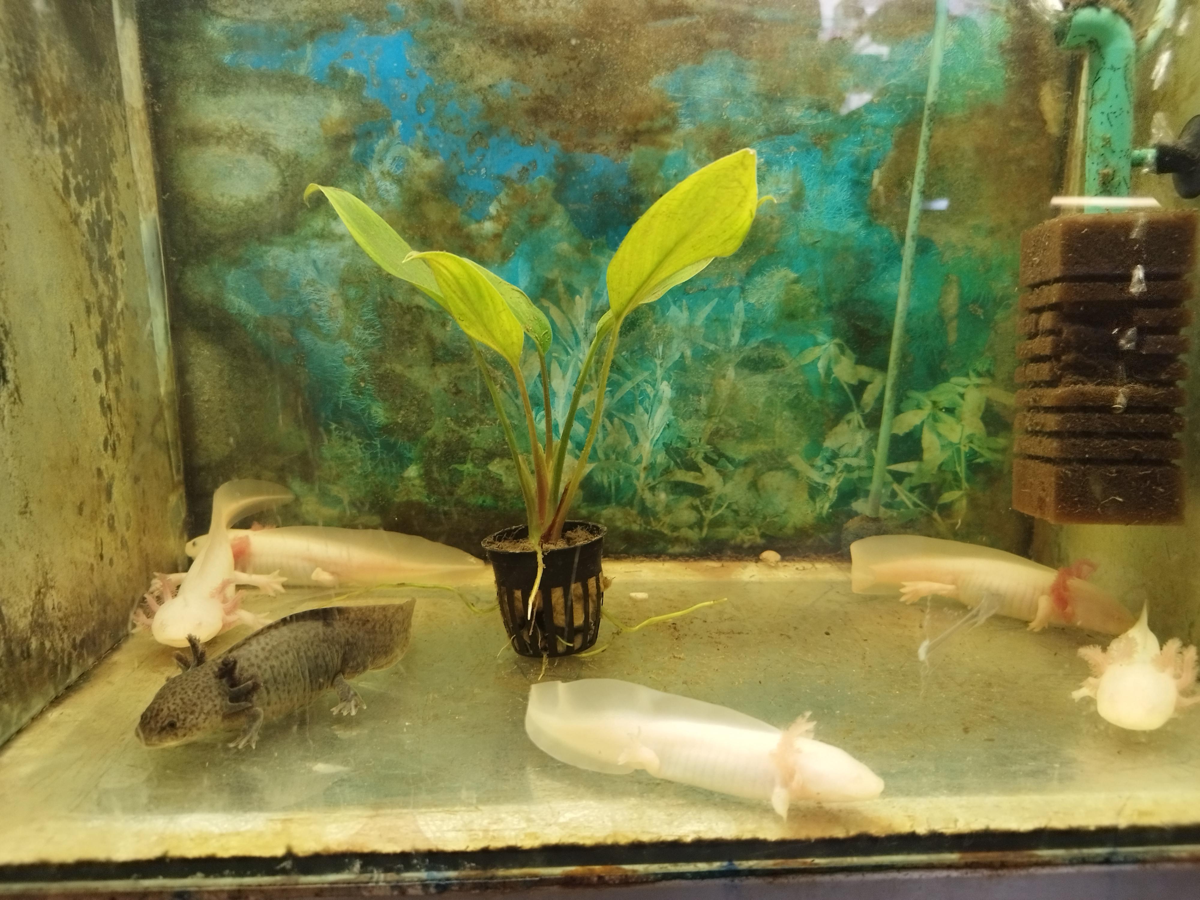 Akvarijní a chovatelské potřeby - Pavel Mach foto 5