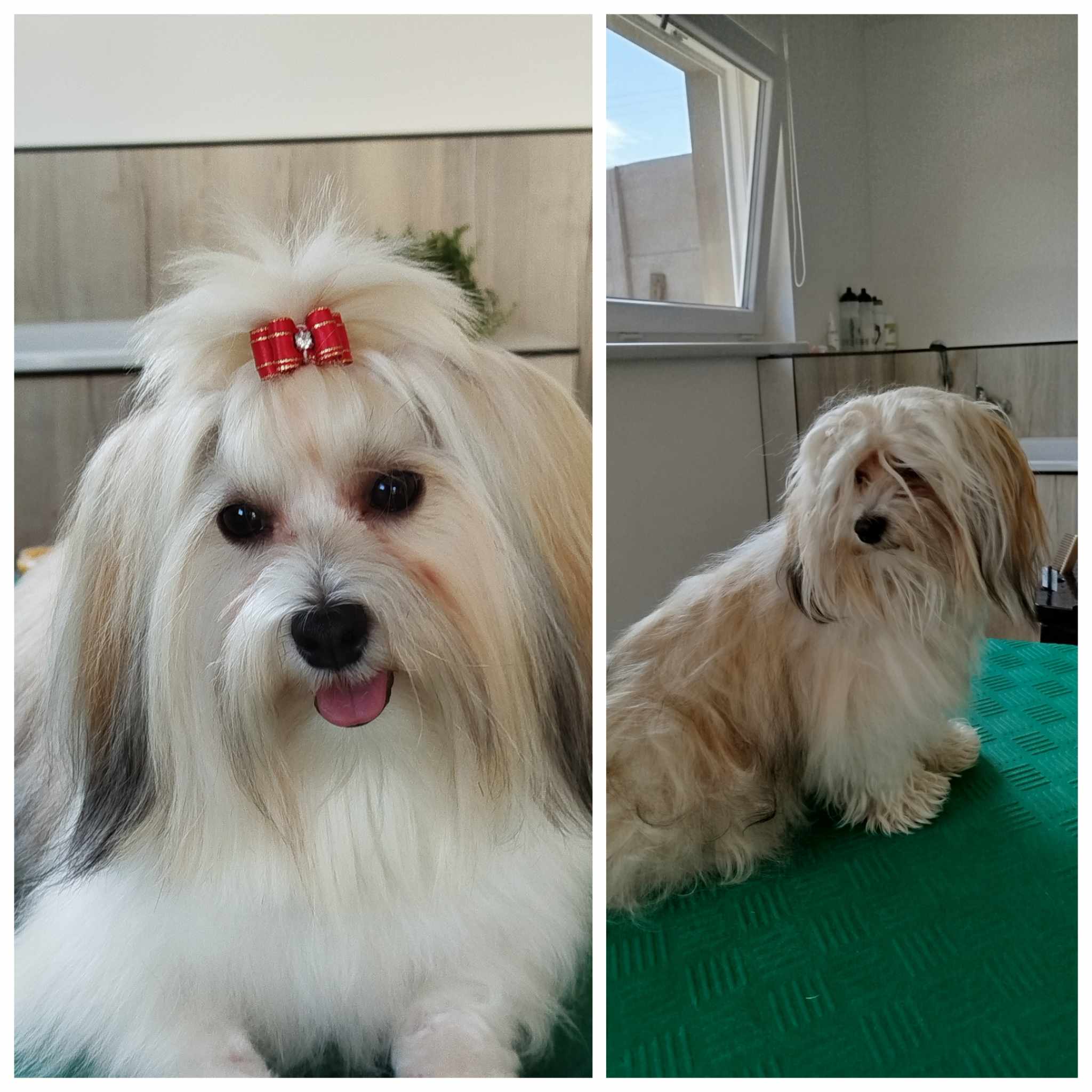 Psí salon Šmudlik foto 3