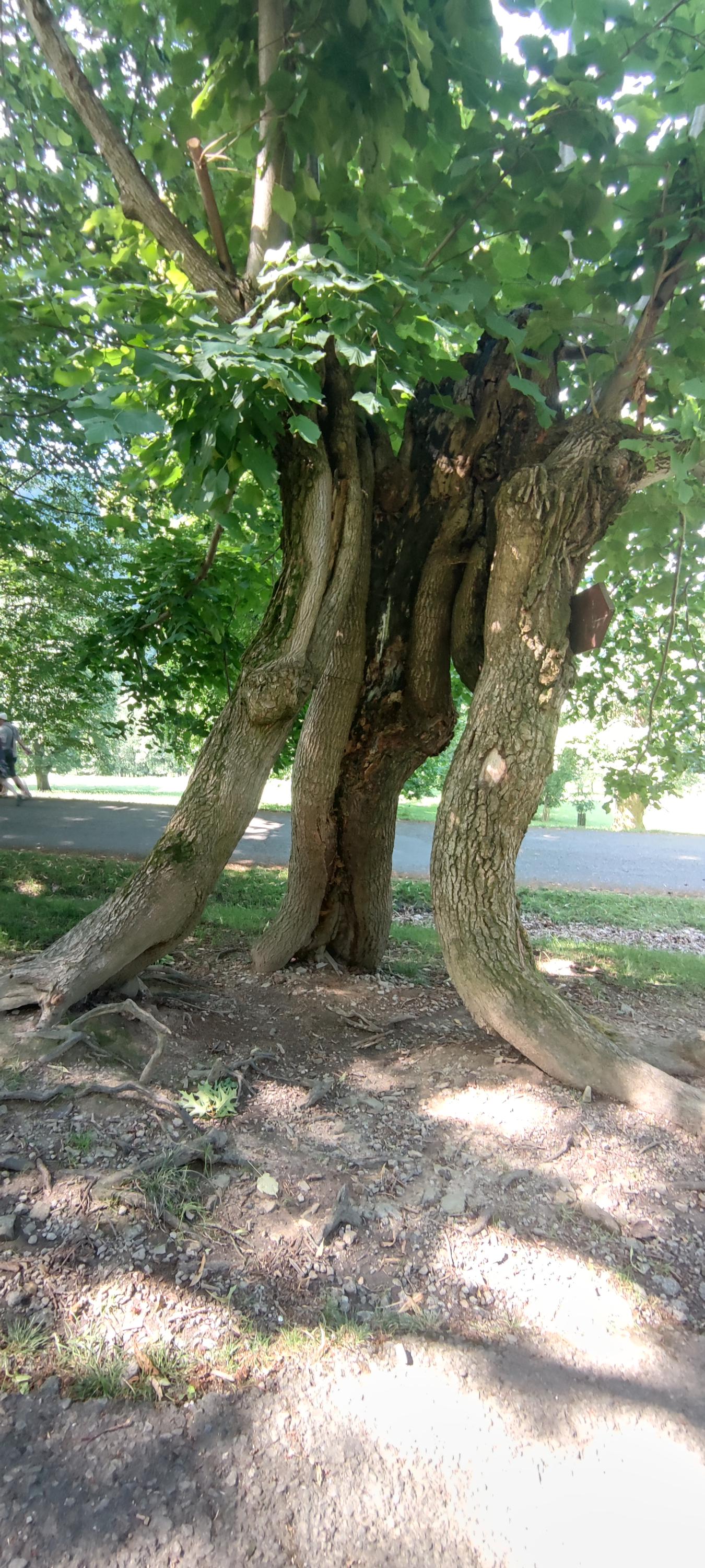 Penzion Vila Tereza foto 5