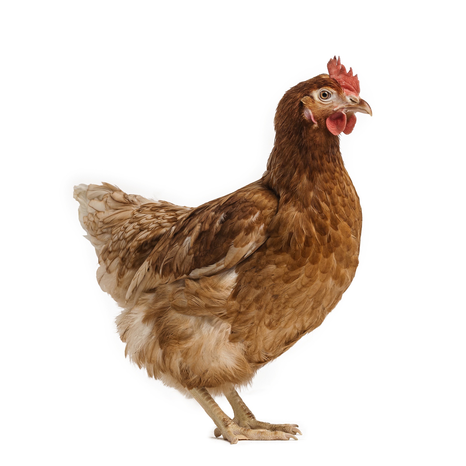 Prodej drůbeže a krmiv Jiří Gazda foto 4