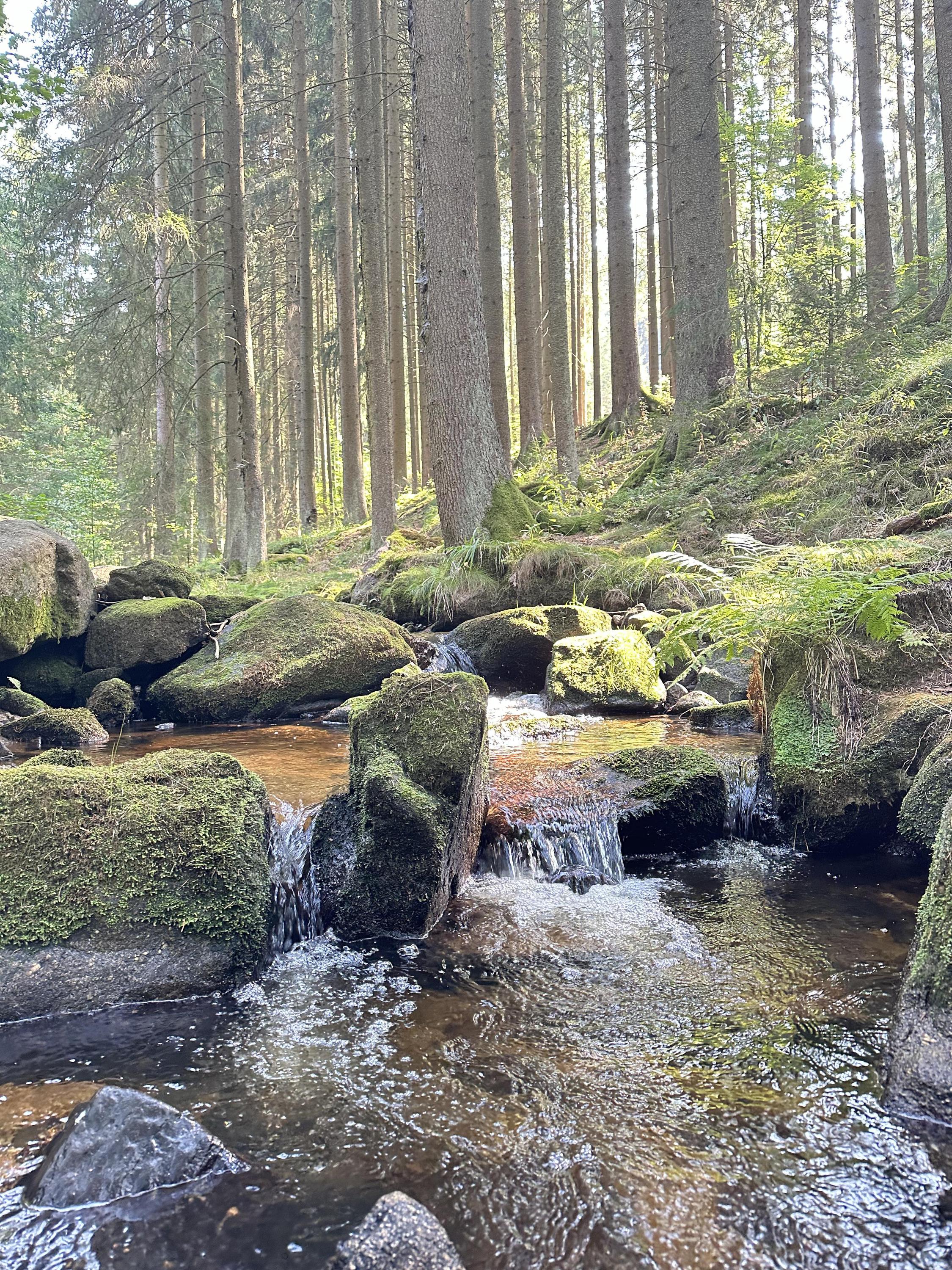 Hospůdka a Penzion Javořina - Kneipelbach - Kňafák foto 2