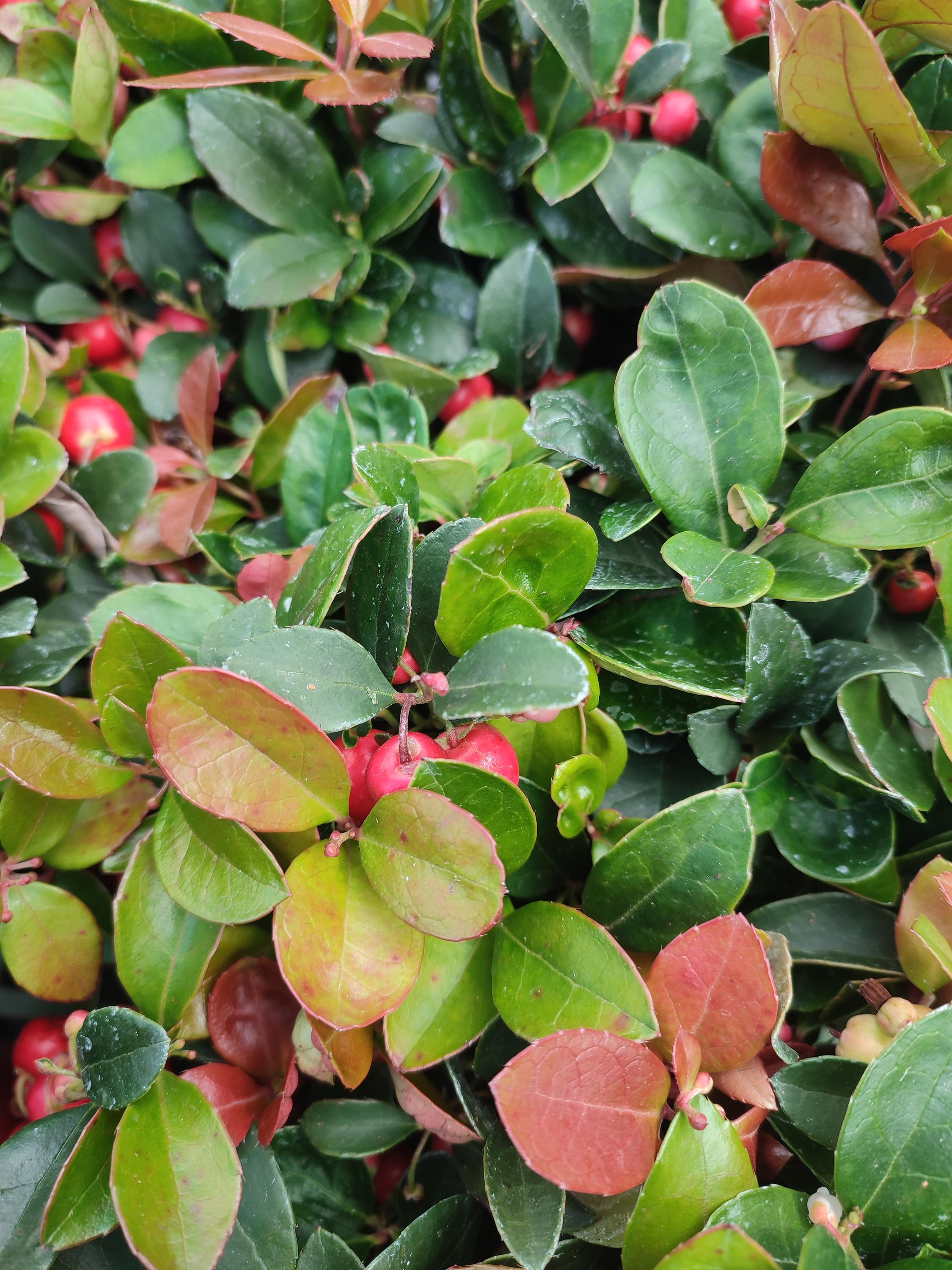 Zahradnictví Mostní foto 3