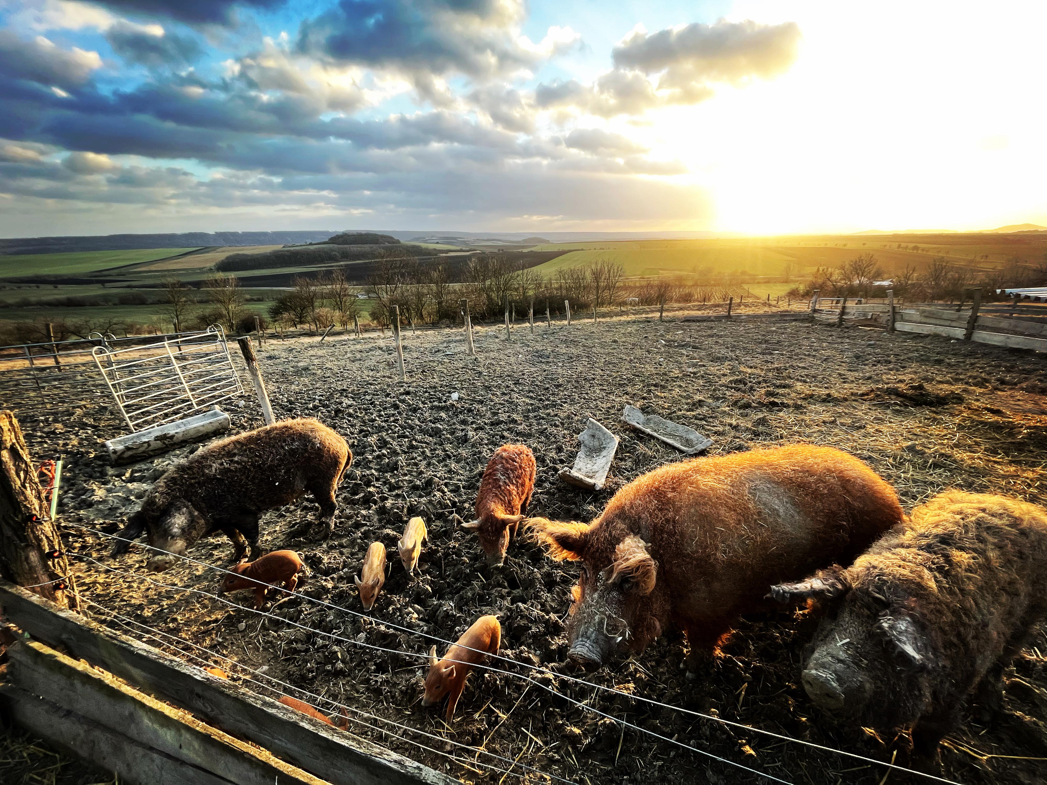 FARMA Holubí Dům pod Hazmburkem foto 4