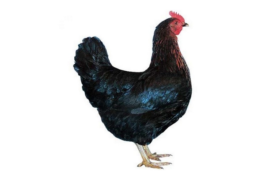 Dominant Černý D109