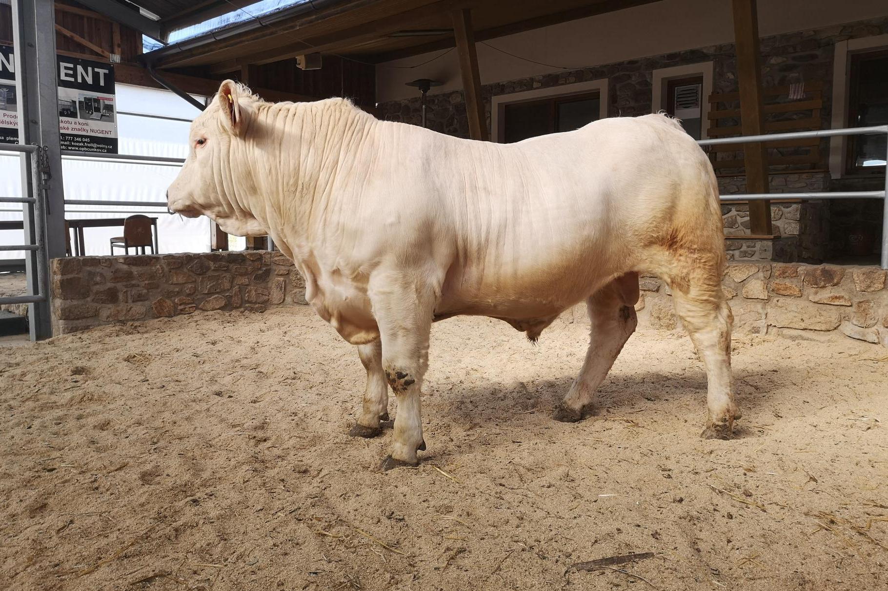 Odchovna plemenných býků Cunkov s.r.o.