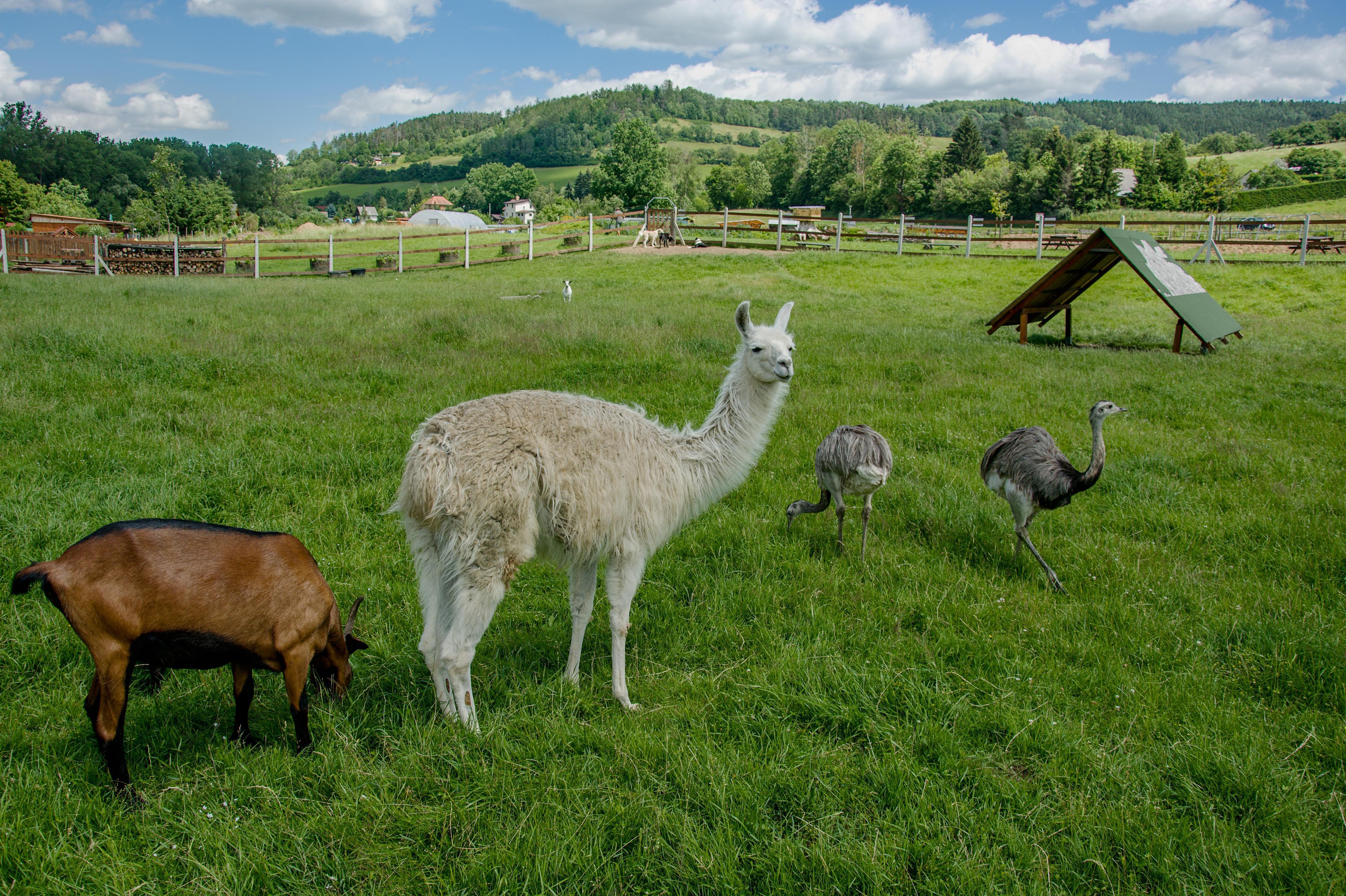 Pastvina: Jedlý park a Minizoo foto 2