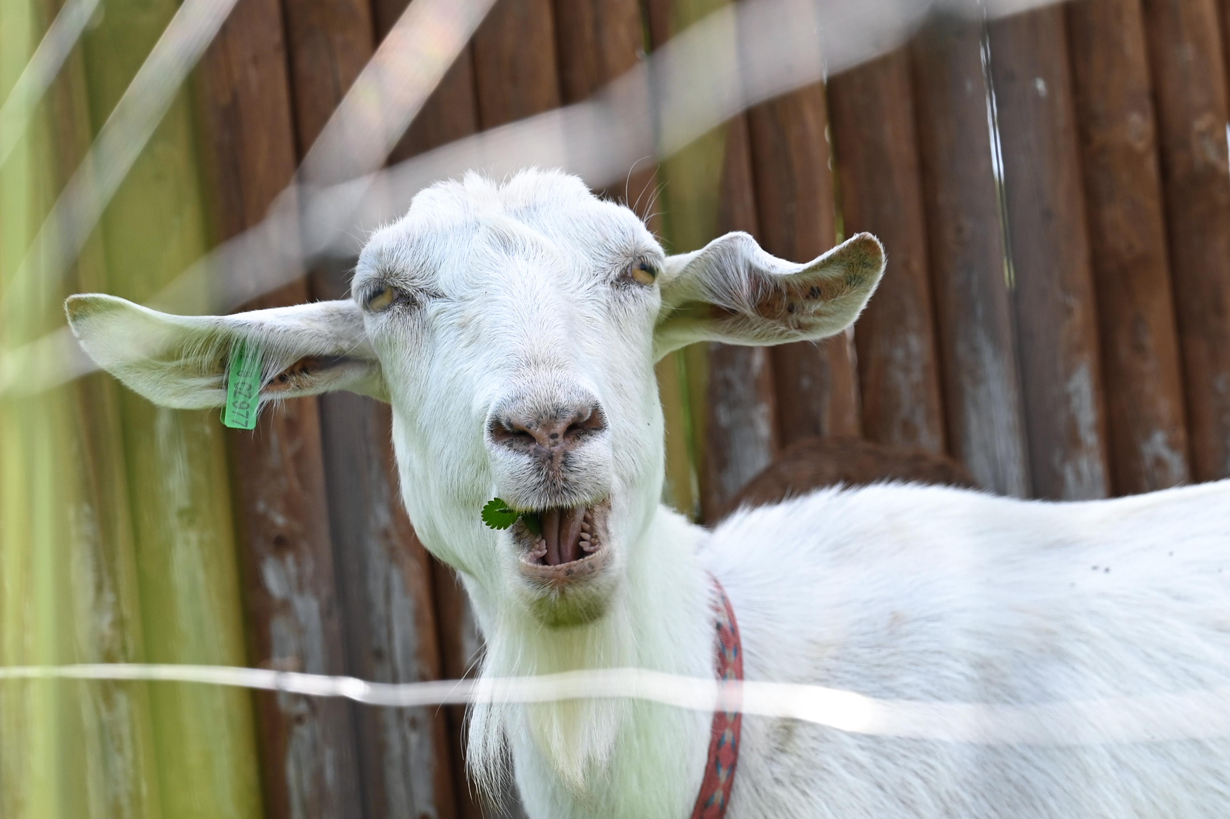 Kozí JZD Pobučí foto 2