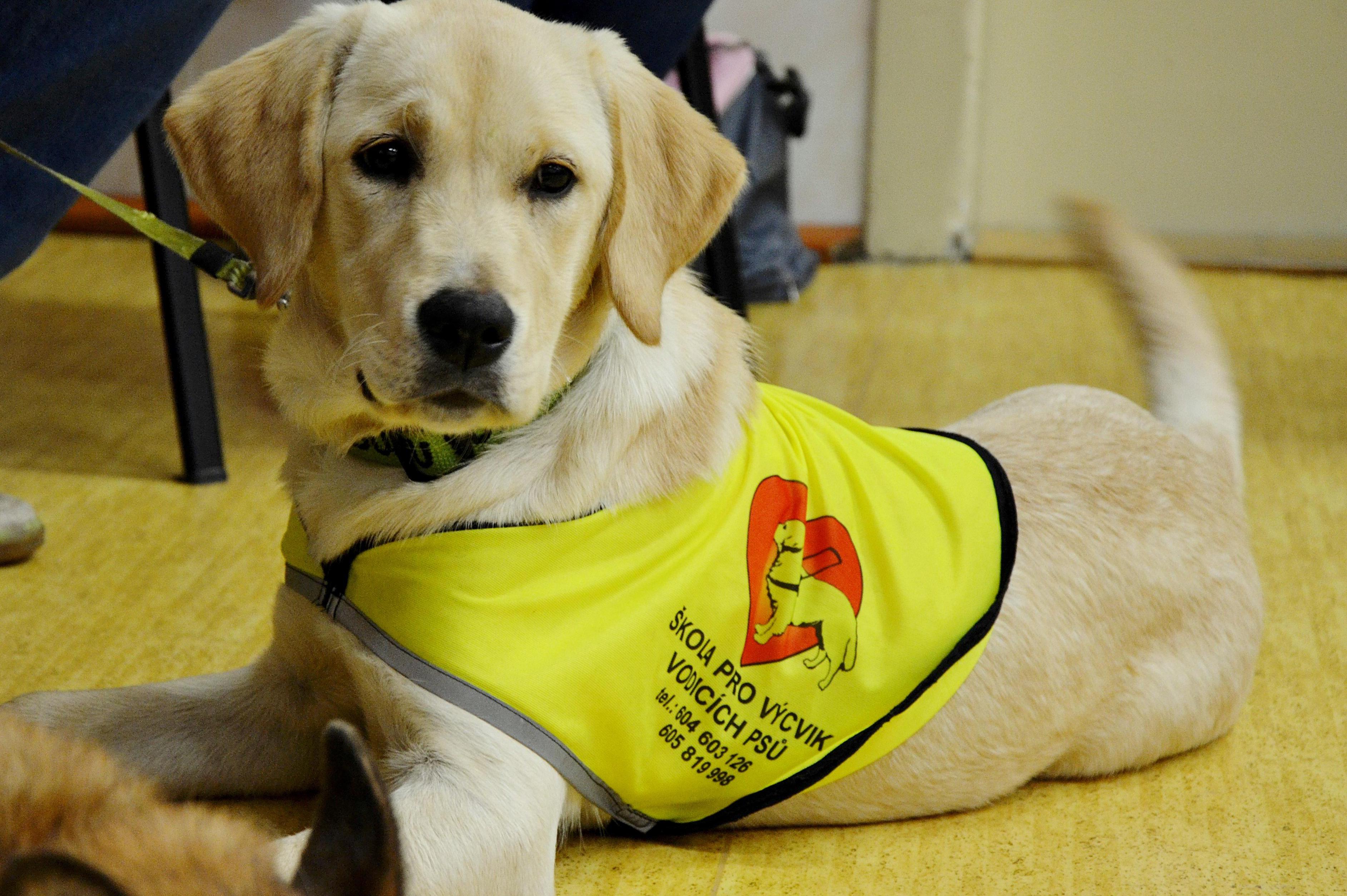 Škola vodicích psů