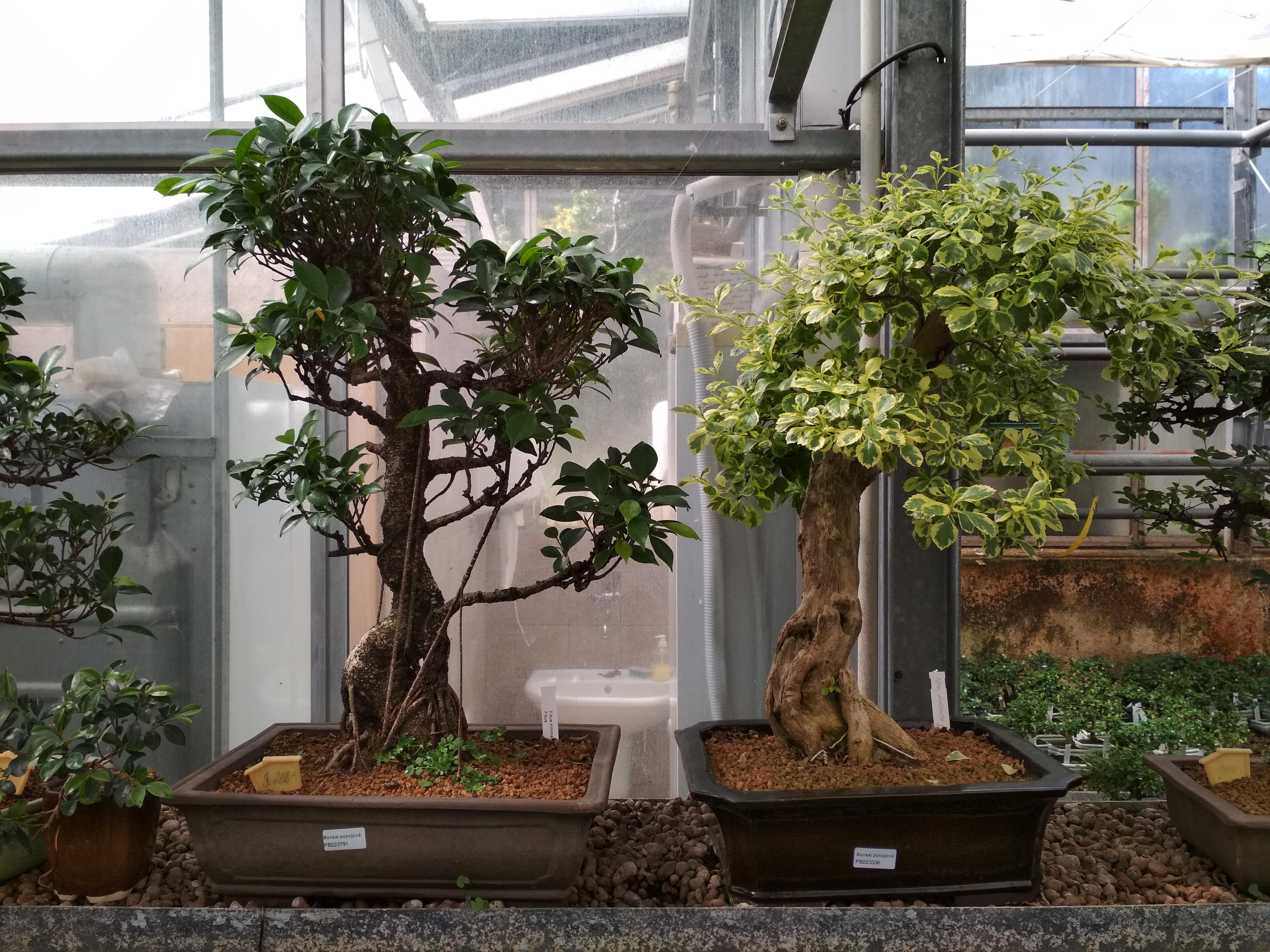 Bonsai centrum Libčany foto 6