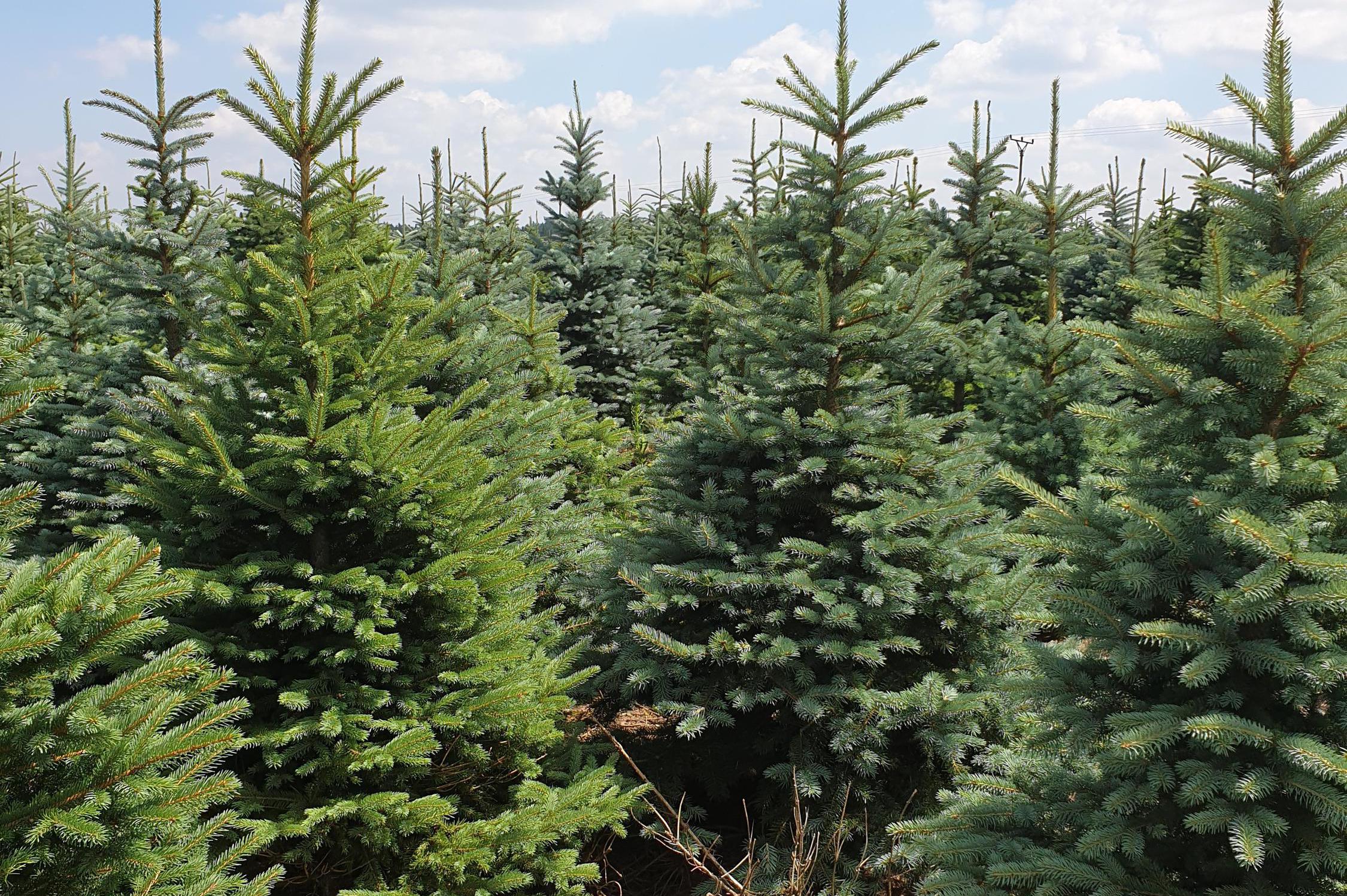 ABIES Vysočina s.r.o.