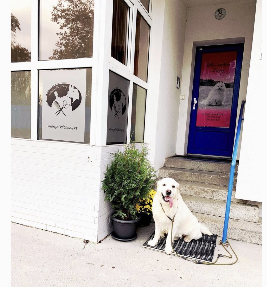 DOG salon Lusy Praha foto 5