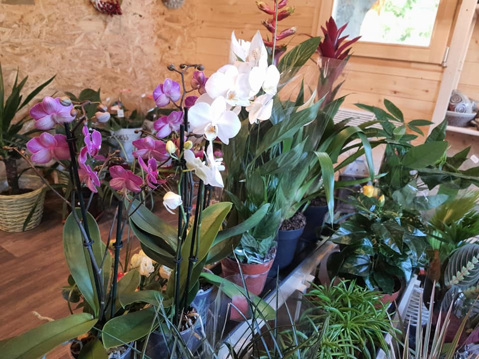 Květina Pod Lipami foto 3