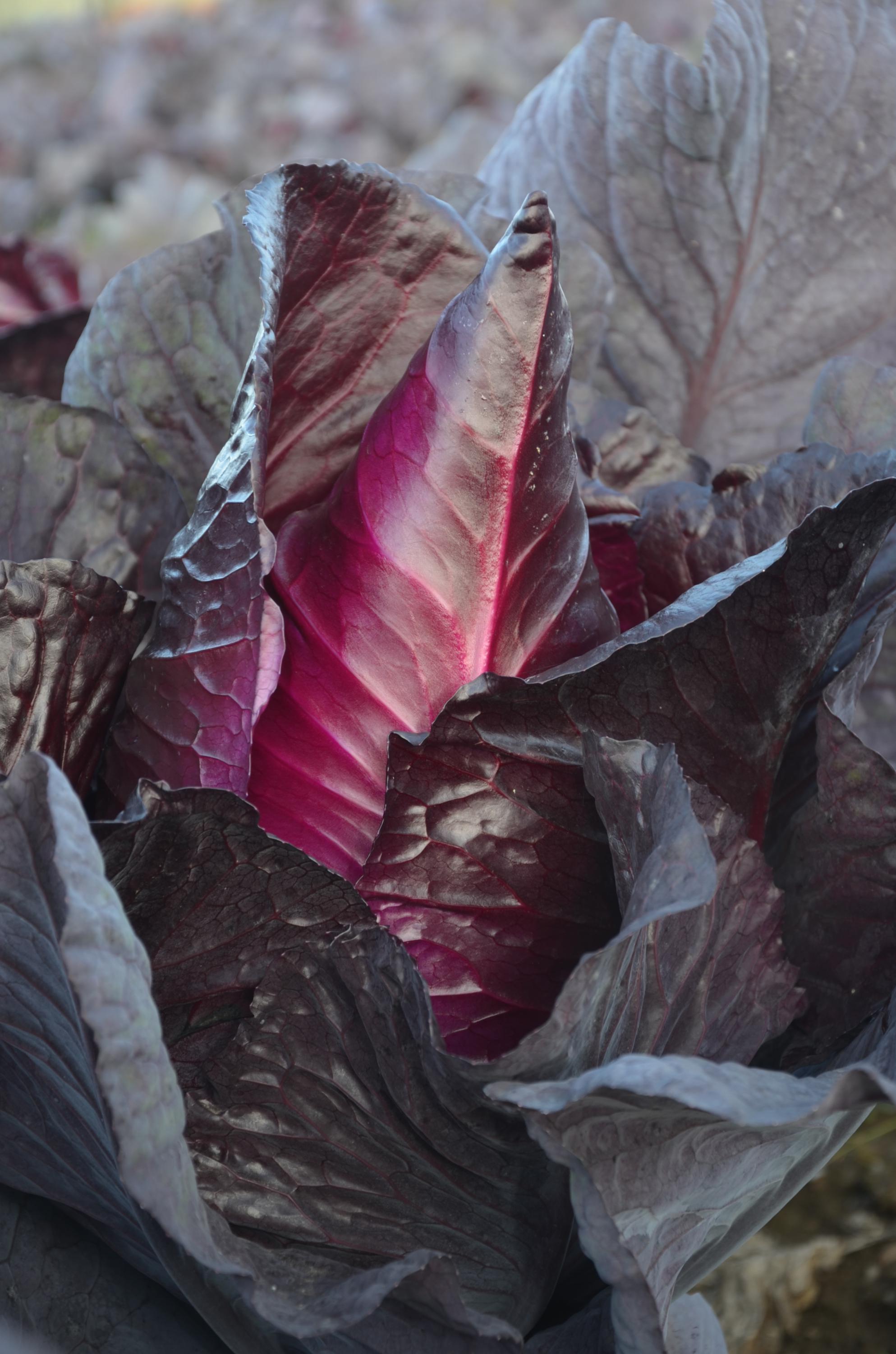 Zdeněk Vondrák foto 2