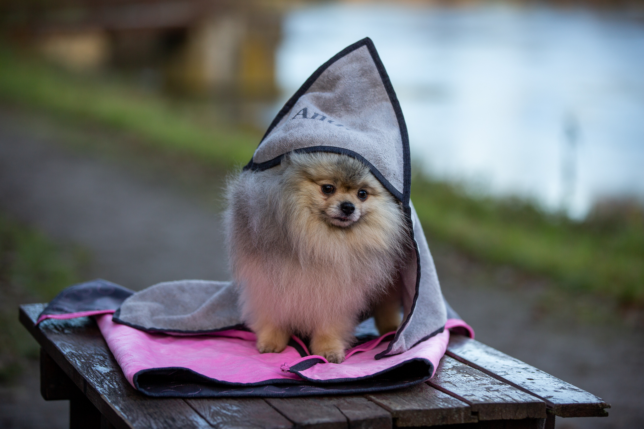 dogrider.eu foto 4