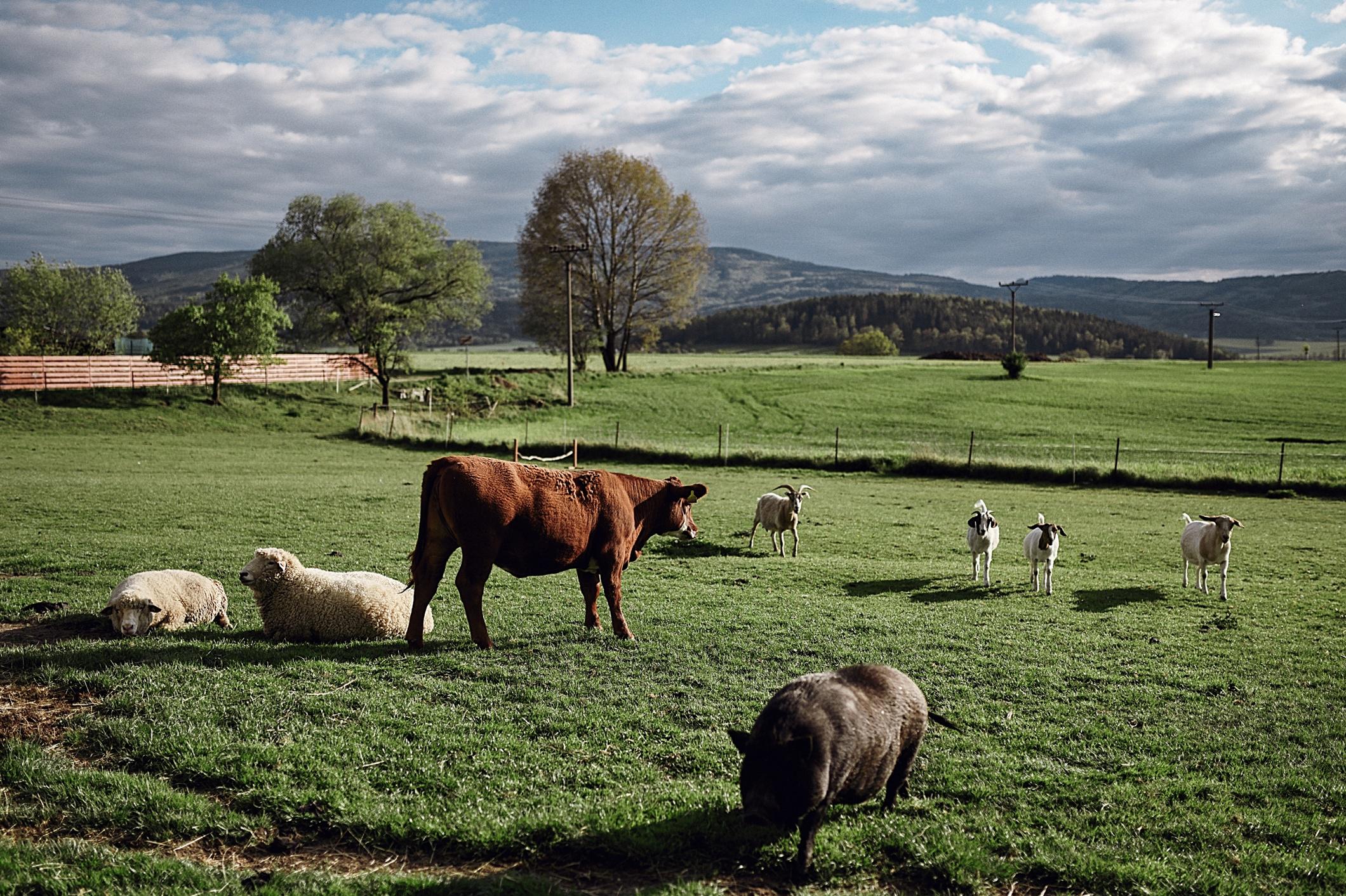 Homeopatie pro zvířata