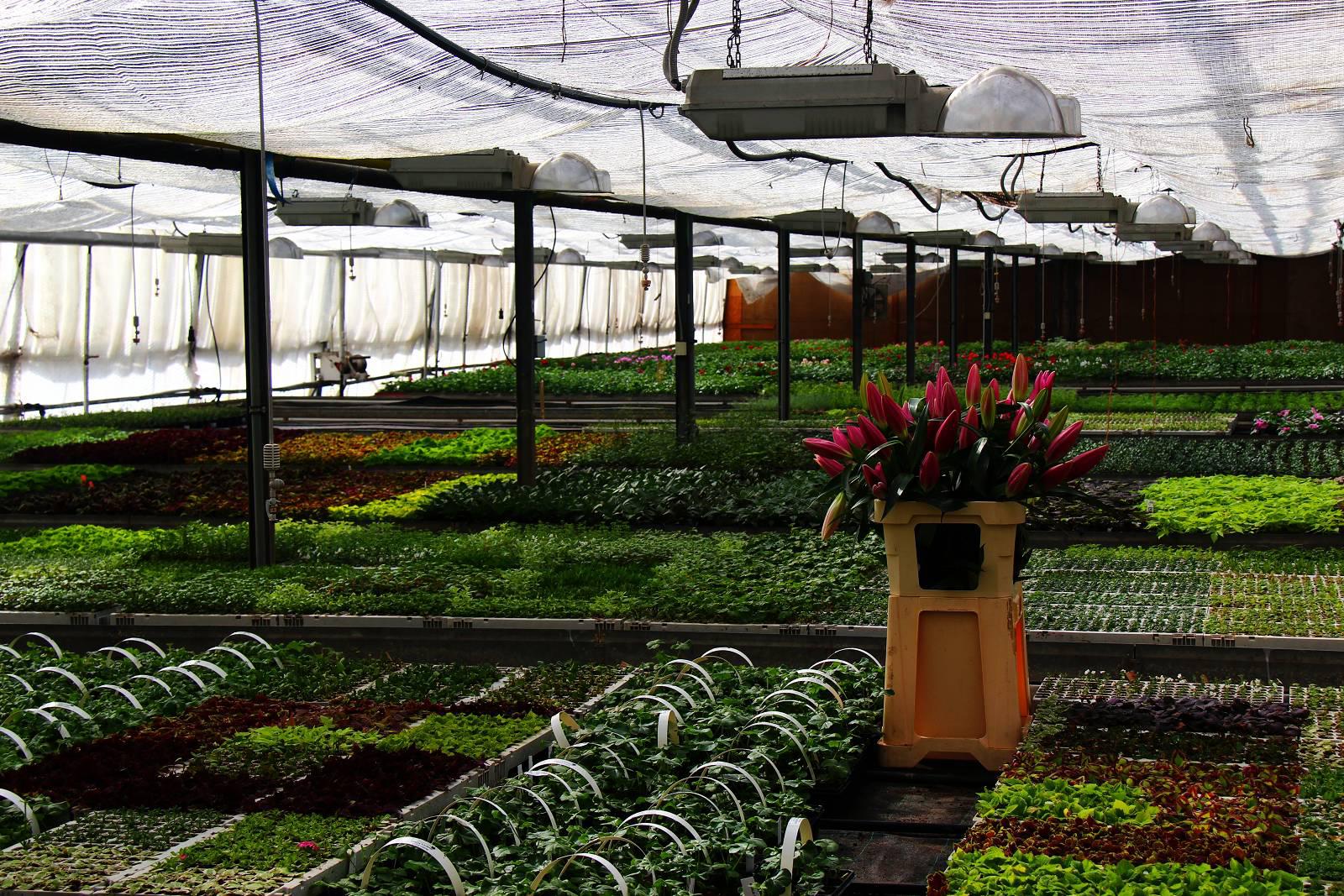 Zahradnictví Šťastný foto 5