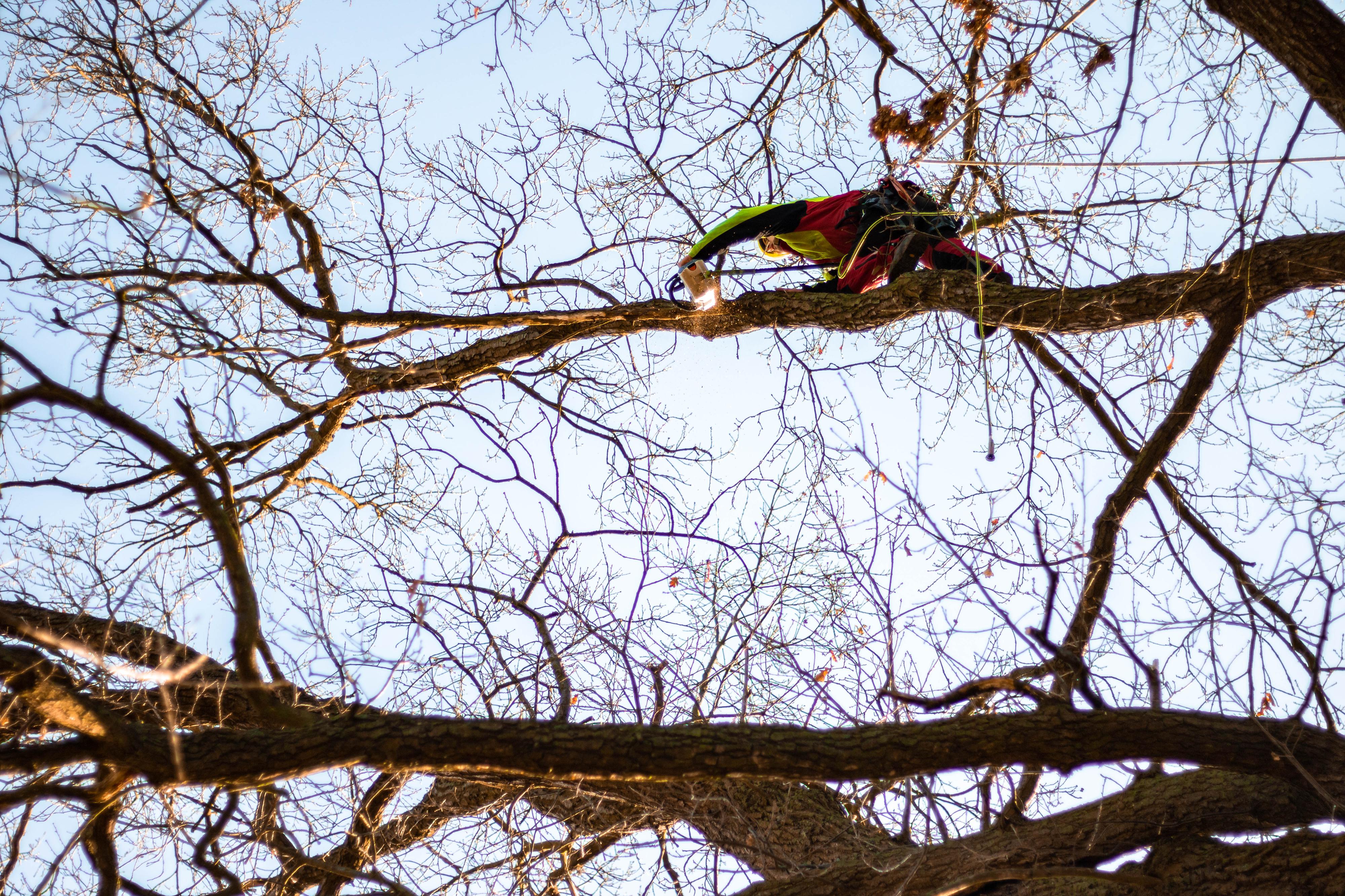 Tomáš Votava - arborista foto 3