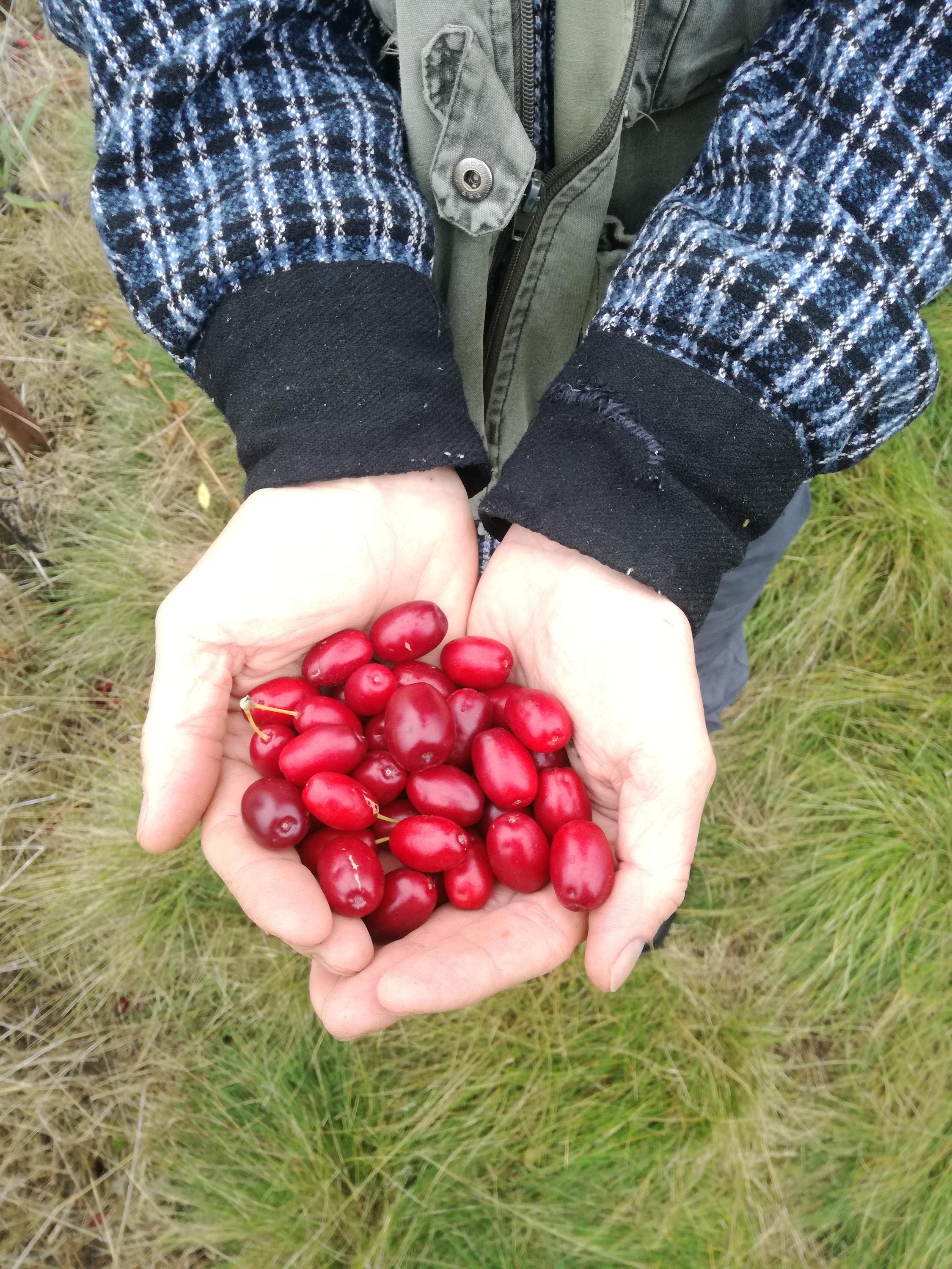 ŽIVA rakytník foto 6