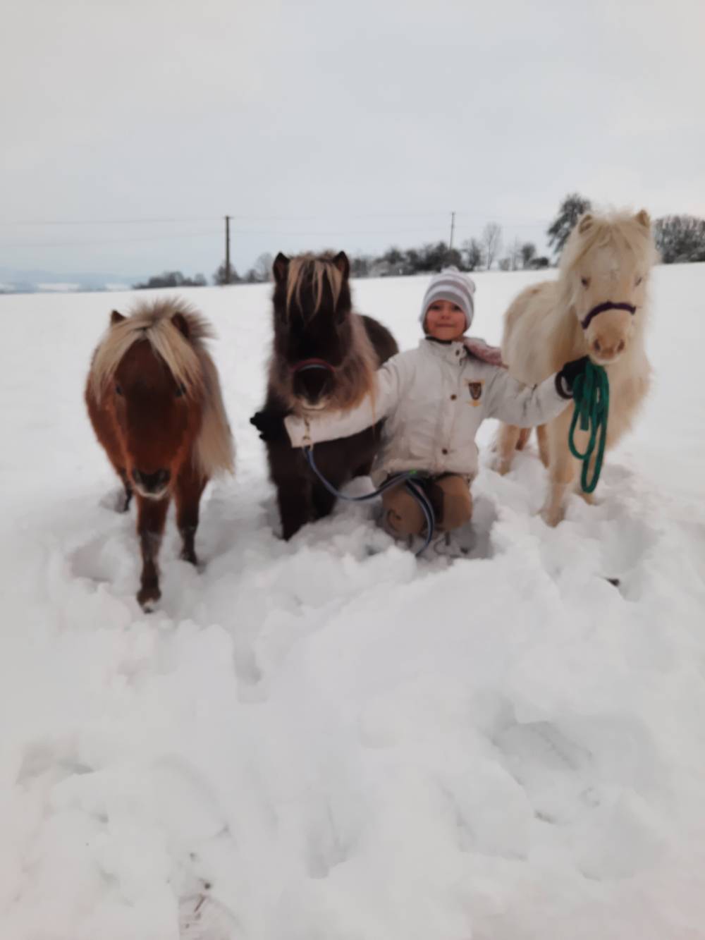 De Cheval farm foto 3