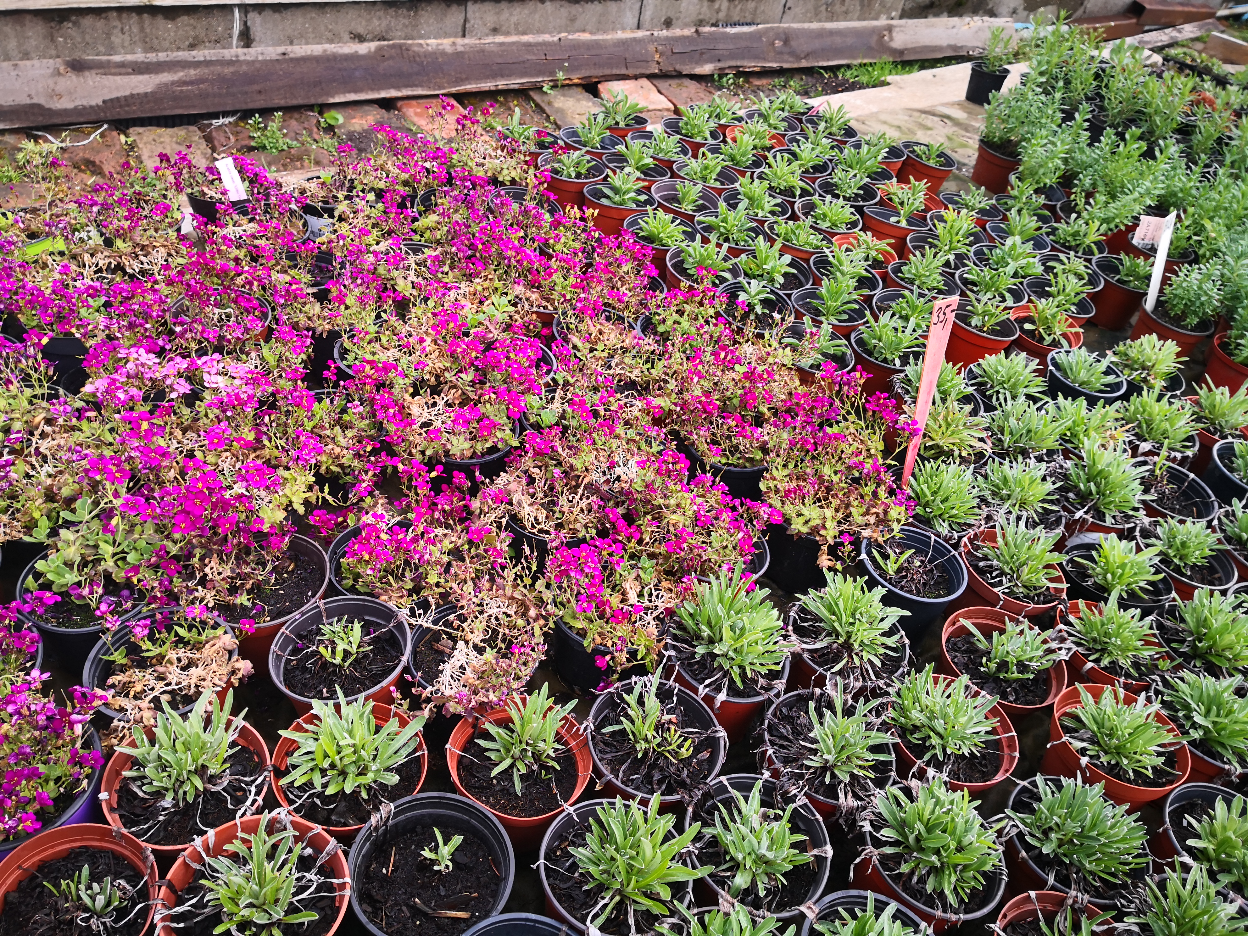 Zahradnictví Gejzír foto 5