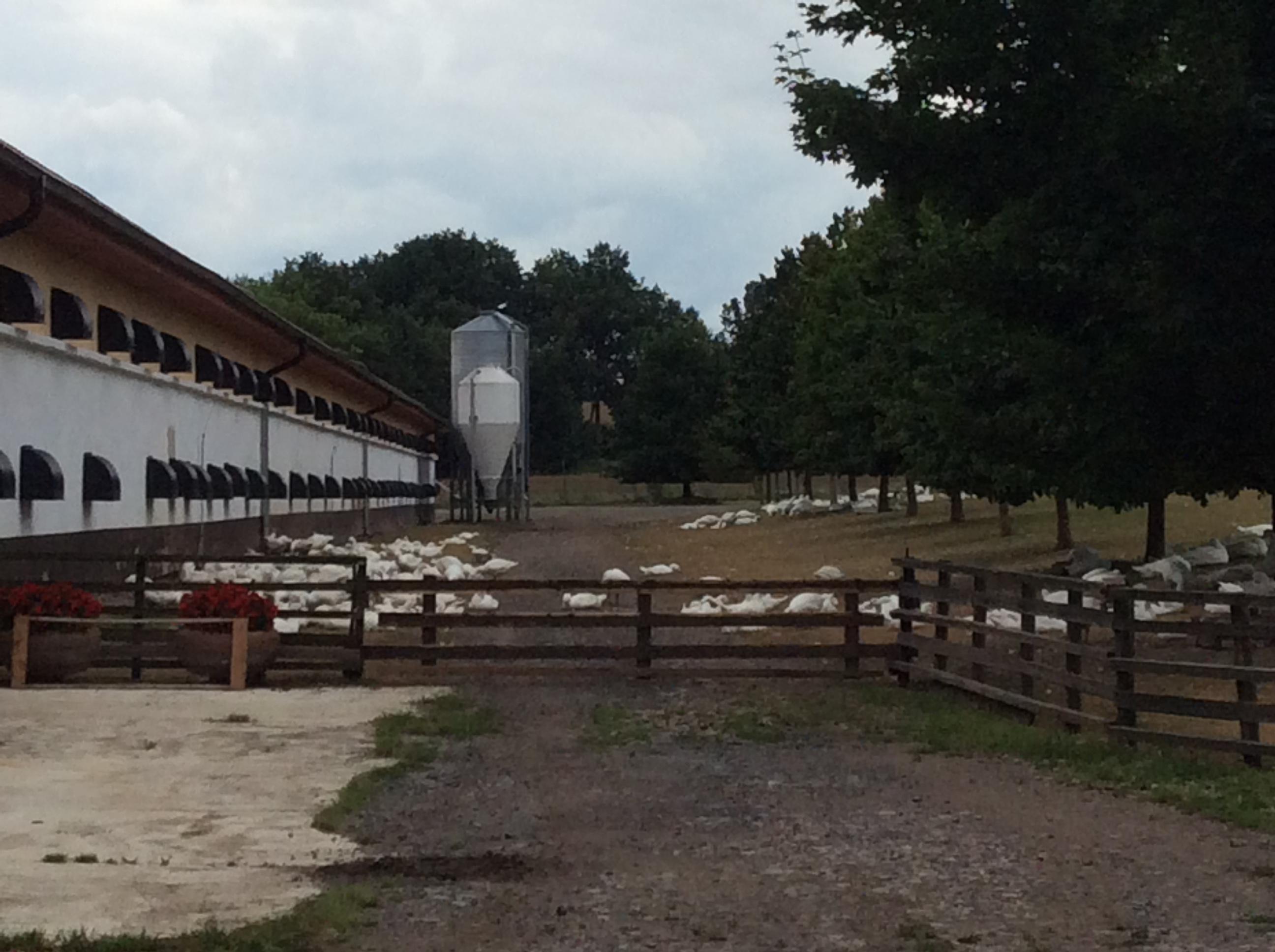 Farma Tůmovi - prodej drůbeže foto 3