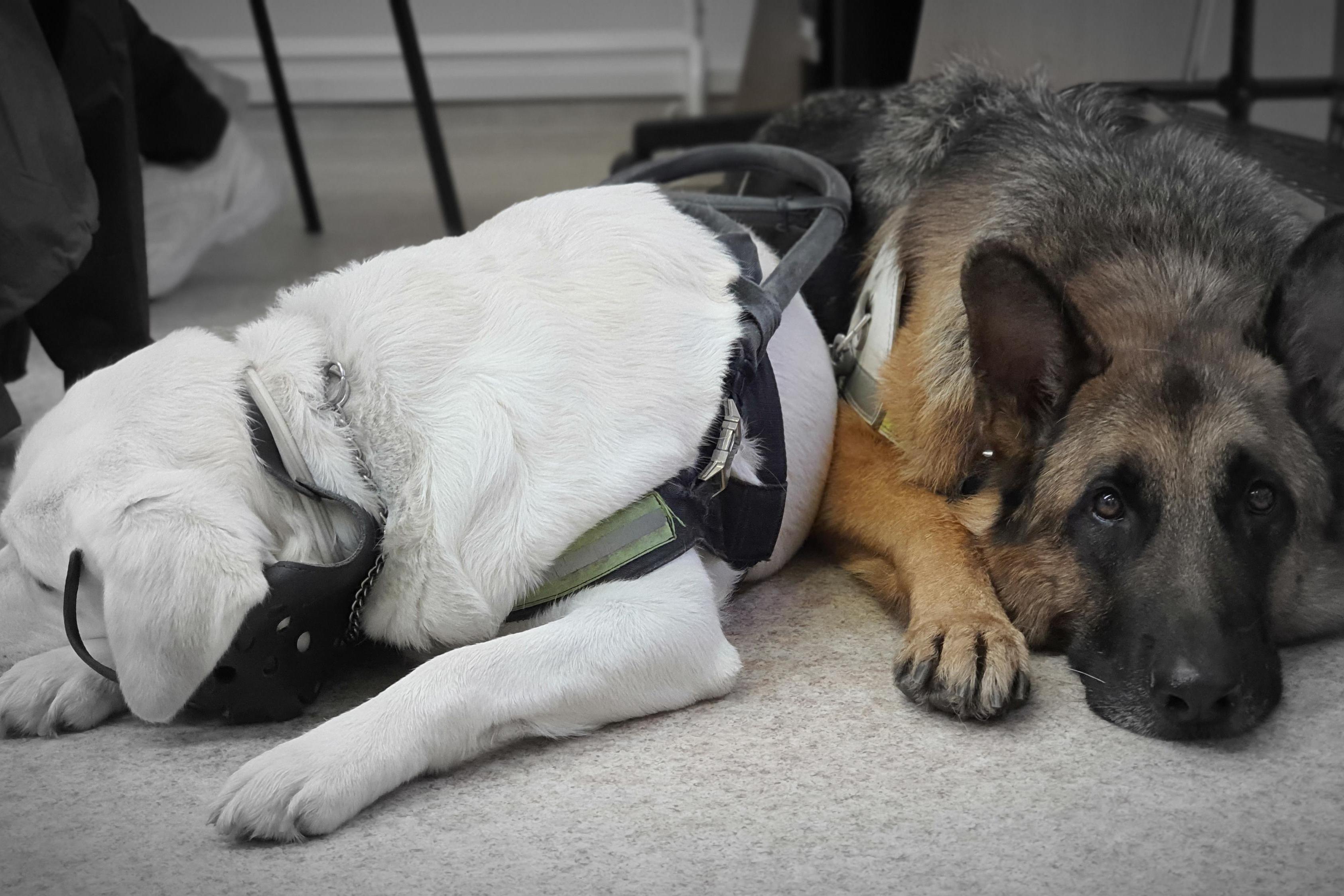 TyfloCentrum Jihlava, o.p.s.